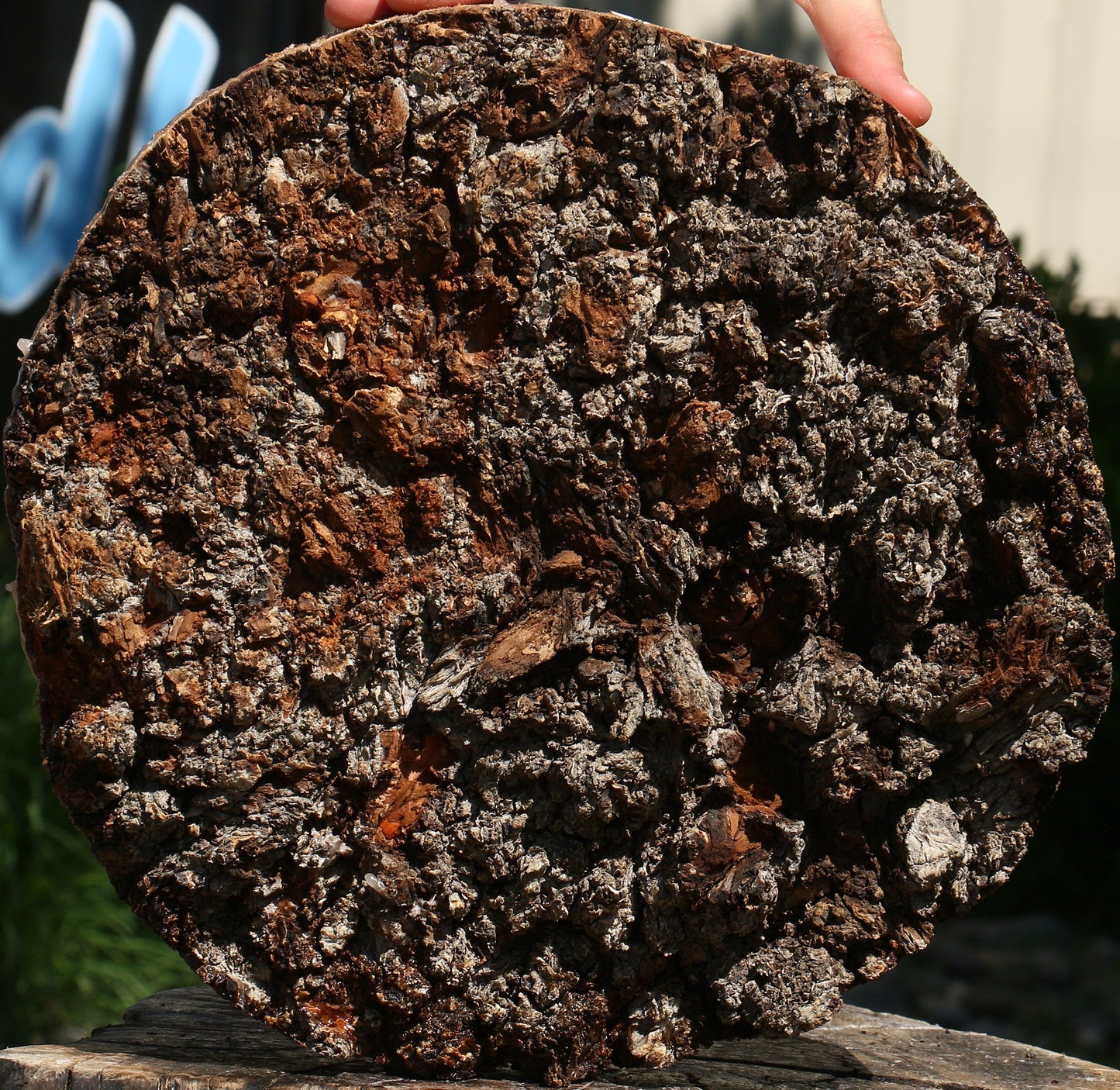 Elm Burl Cap