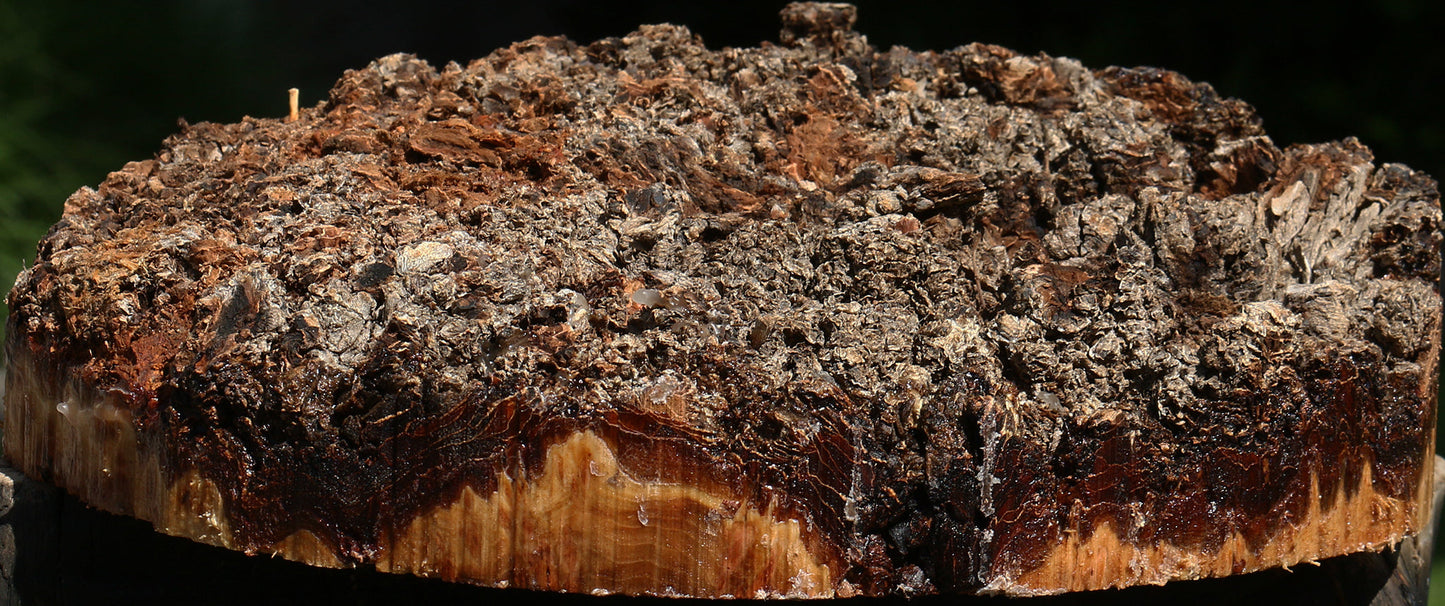 Elm Burl Cap