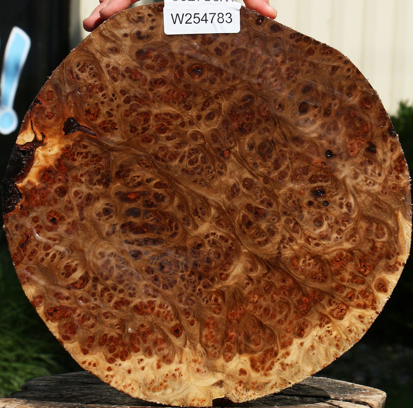 Elm Burl Cap