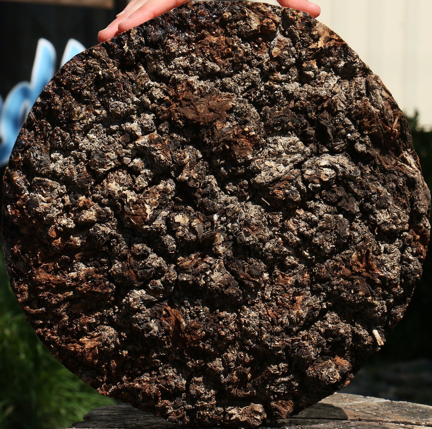 Elm Burl Cap