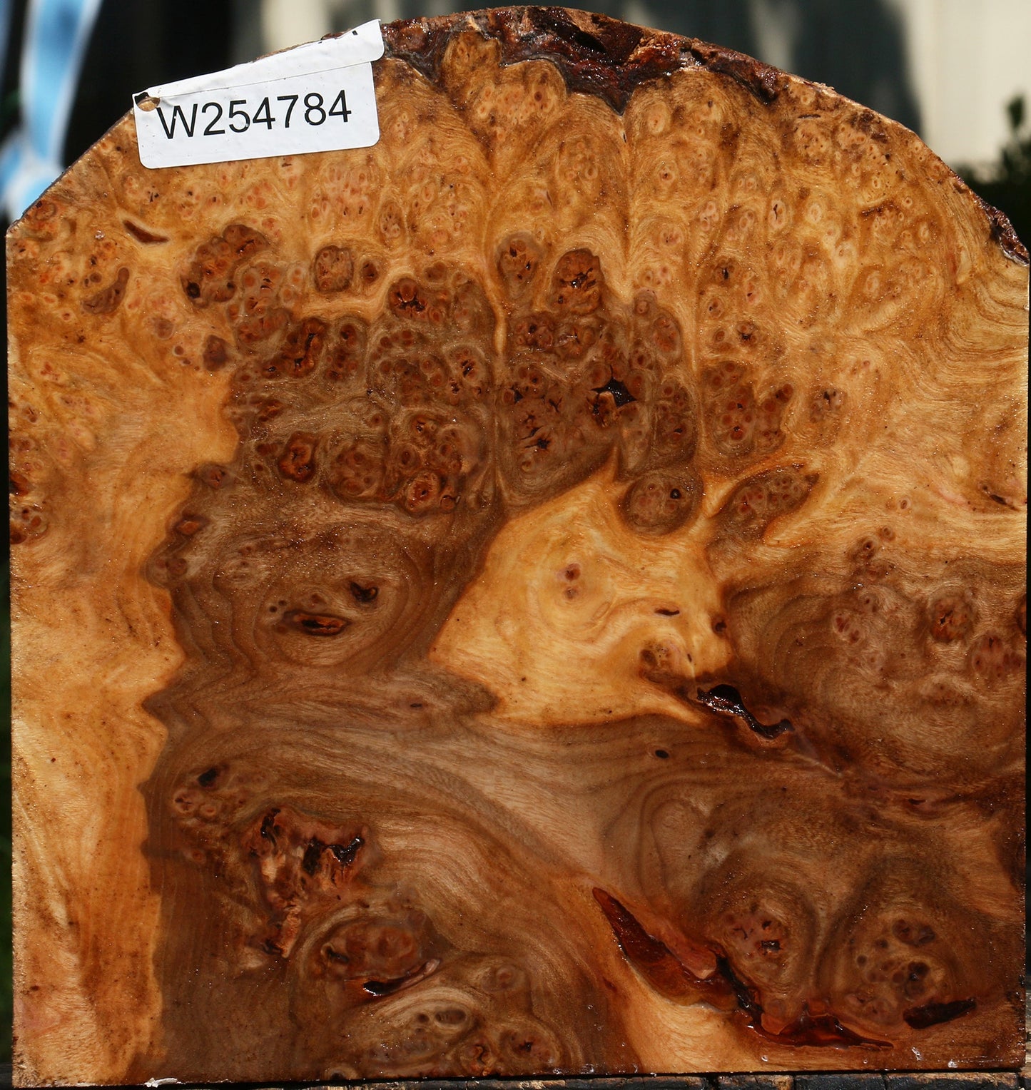 Elm Burl Live Edge Turning Blank