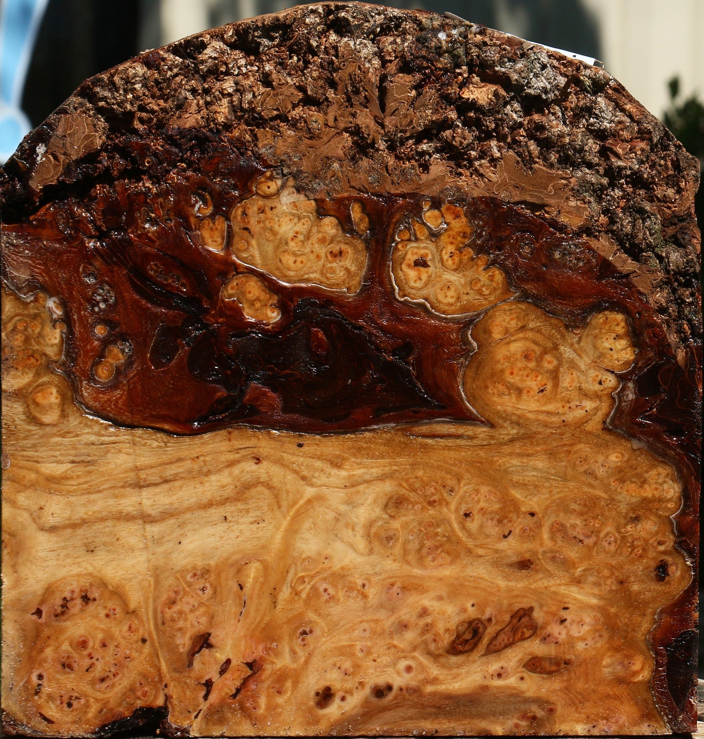 Elm Burl Live Edge Turning Blank