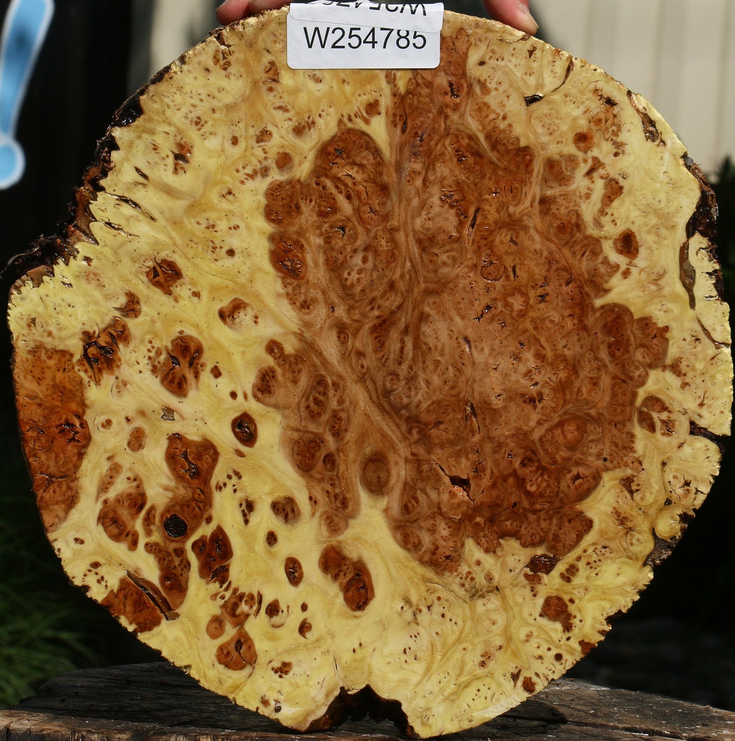 Elm Burl Cap