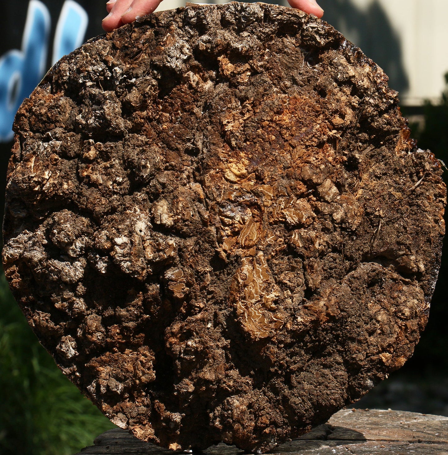 Elm Burl Cap