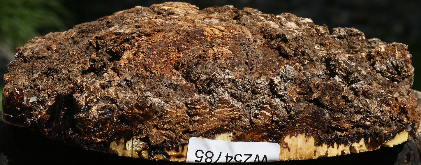 Elm Burl Cap