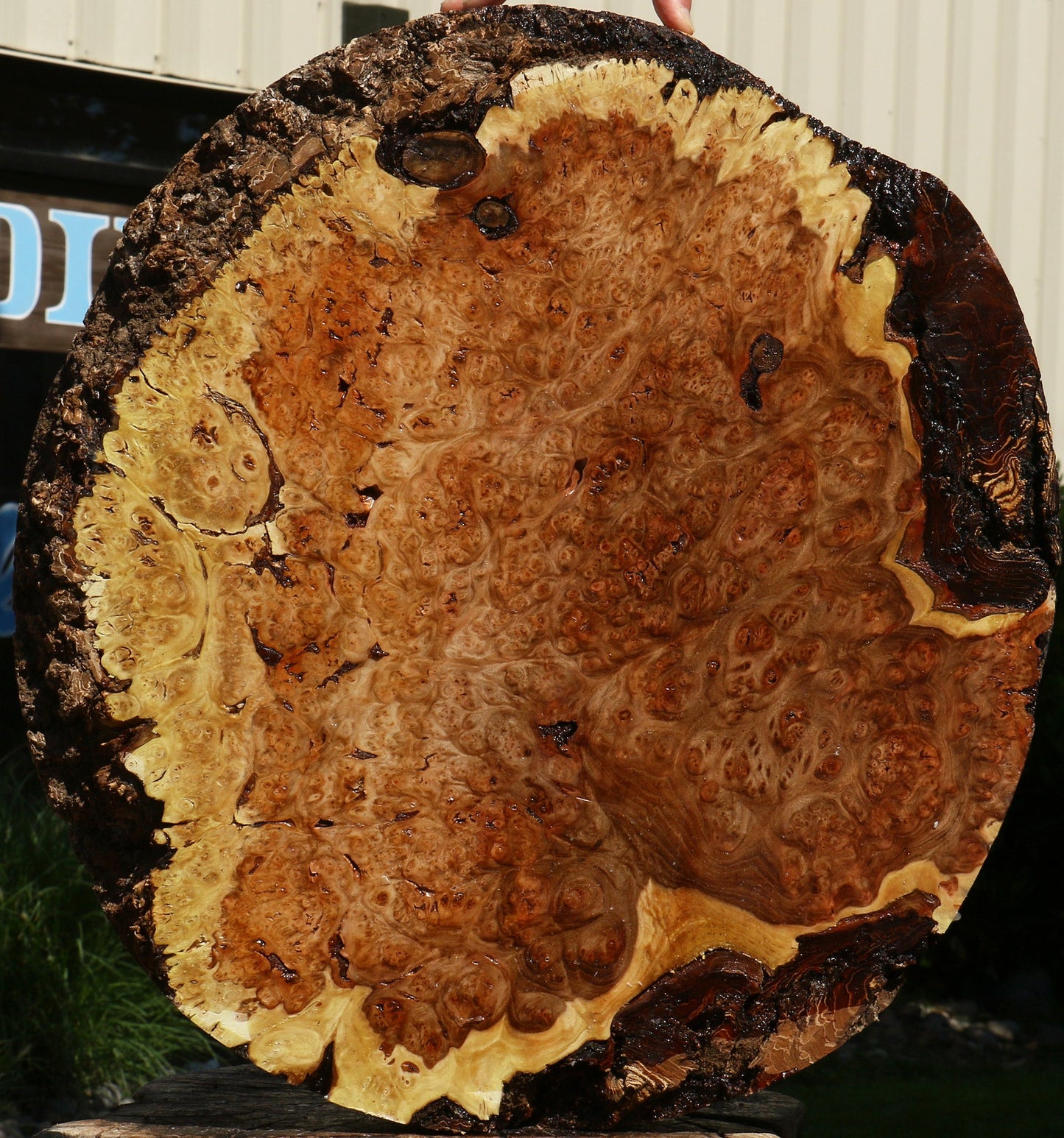 Elm Burl Cookie