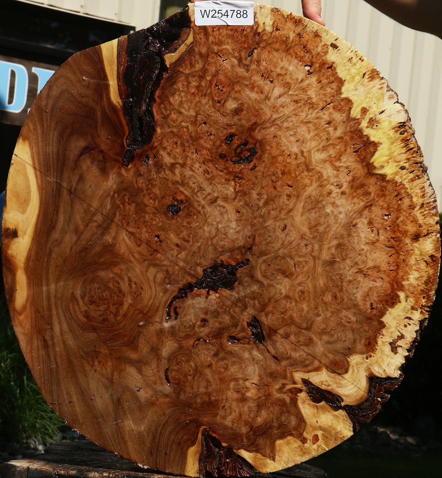 Elm Burl Cookie