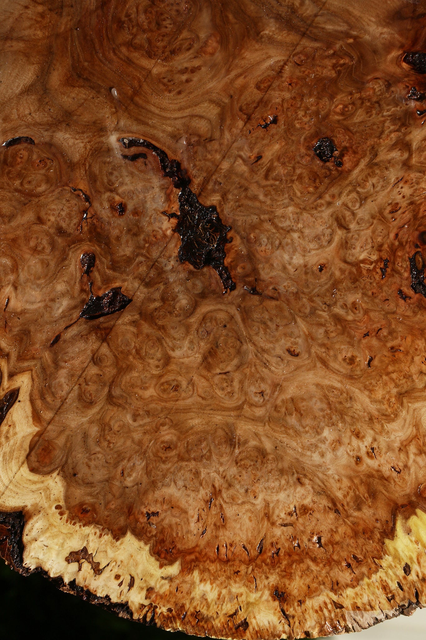 Elm Burl Cookie
