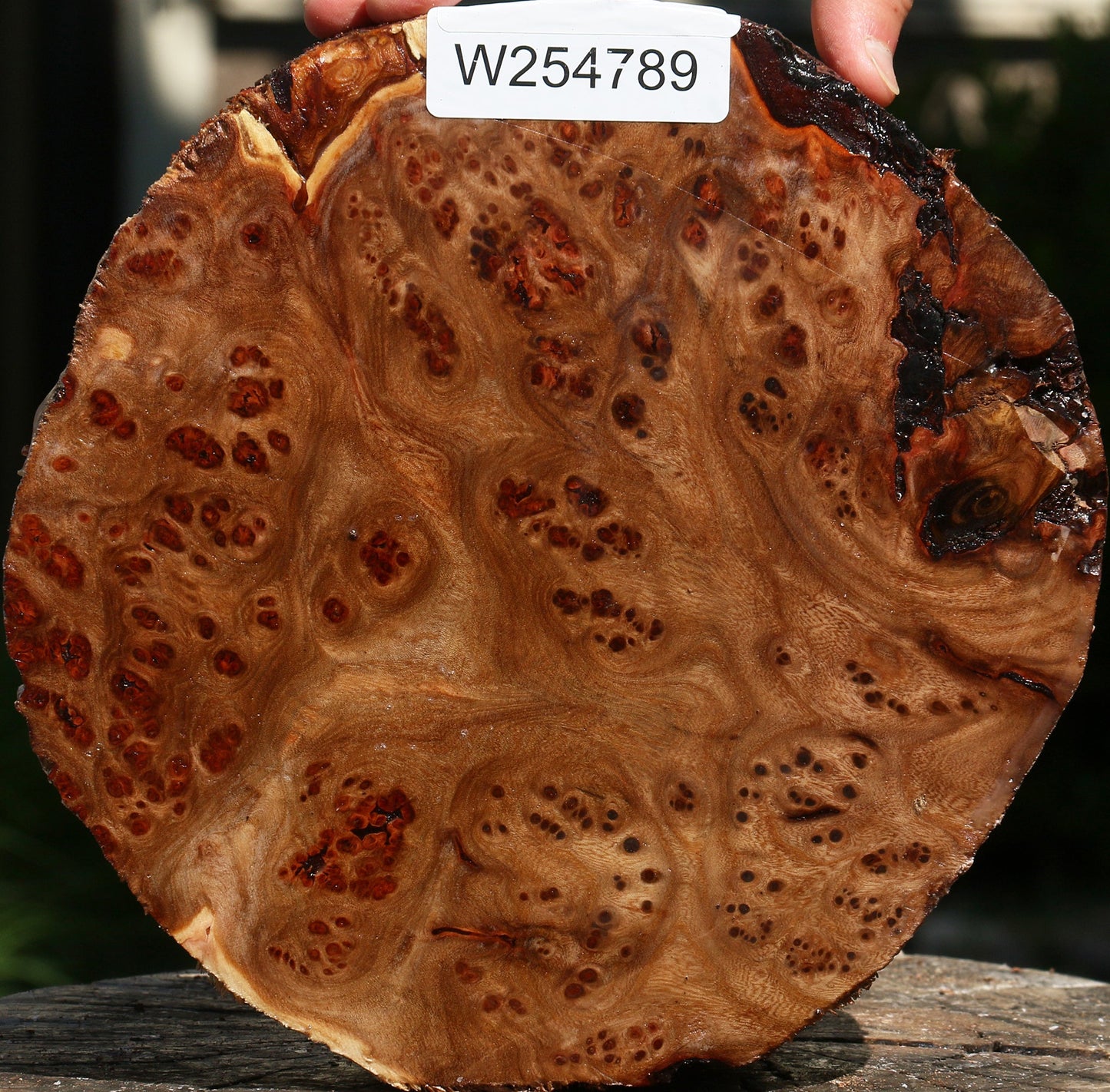 Elm Burl Live Edge Turning Blank