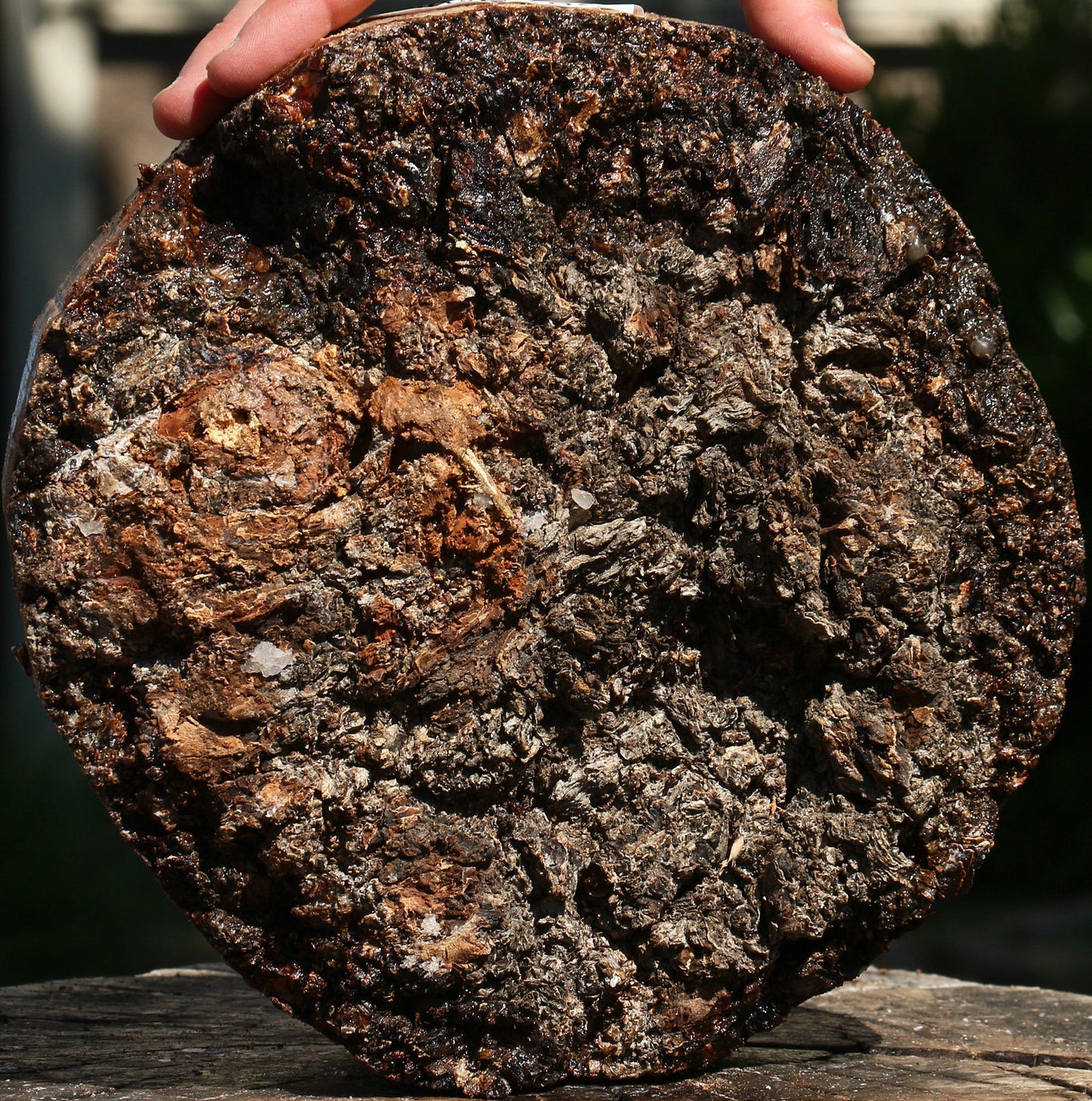 Elm Burl Live Edge Turning Blank