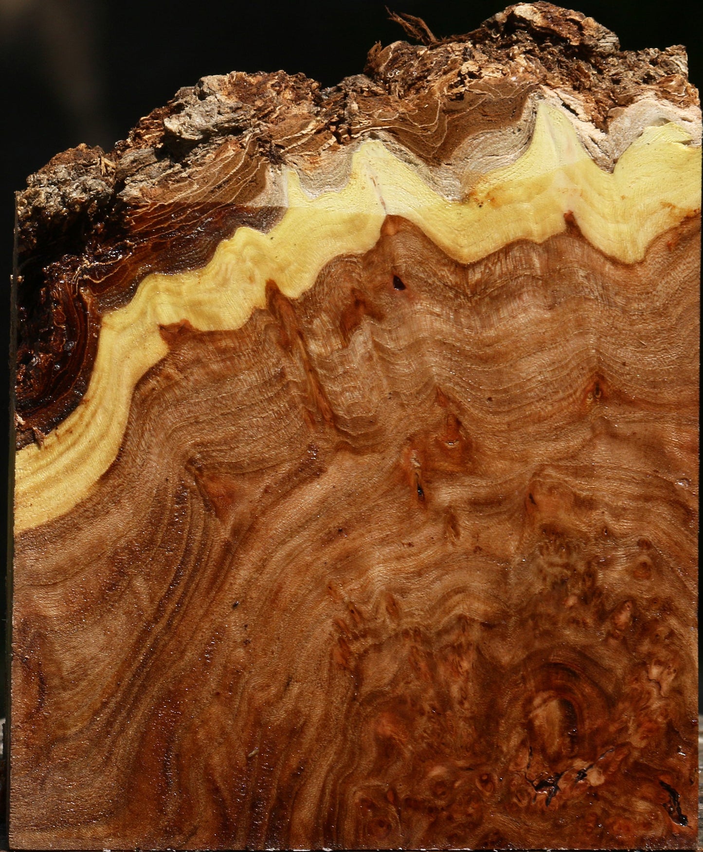 Elm Burl Live Edge Turning Blank