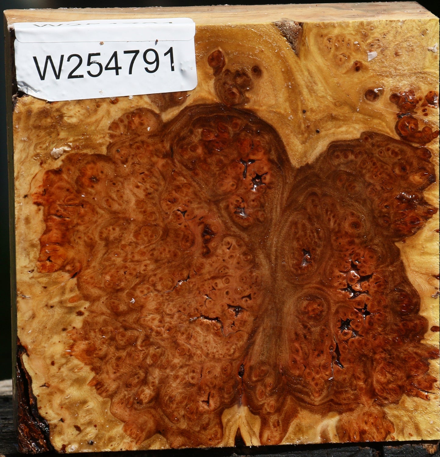 Elm Burl Bowl Blank