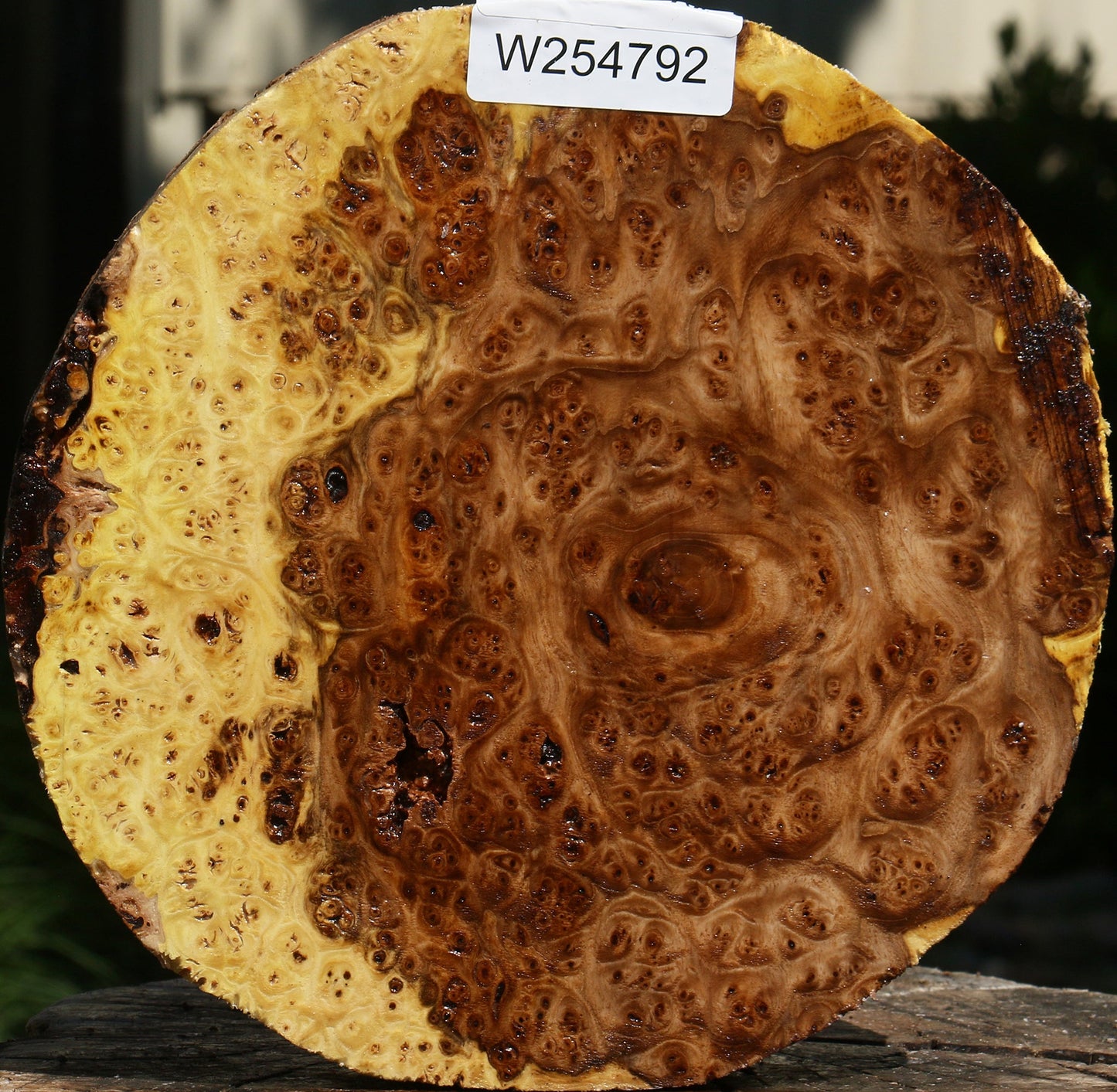 Elm Burl Live Edge Bowl Blank