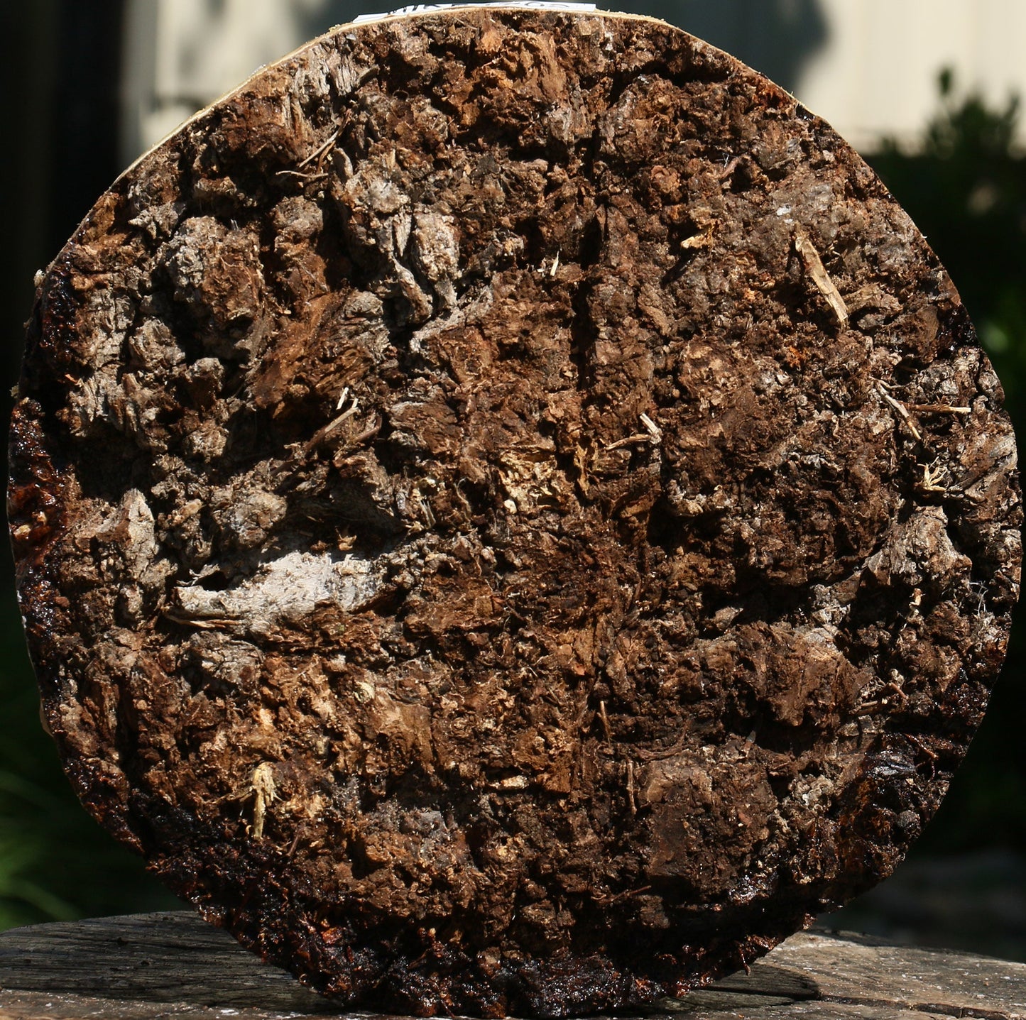 Elm Burl Live Edge Bowl Blank