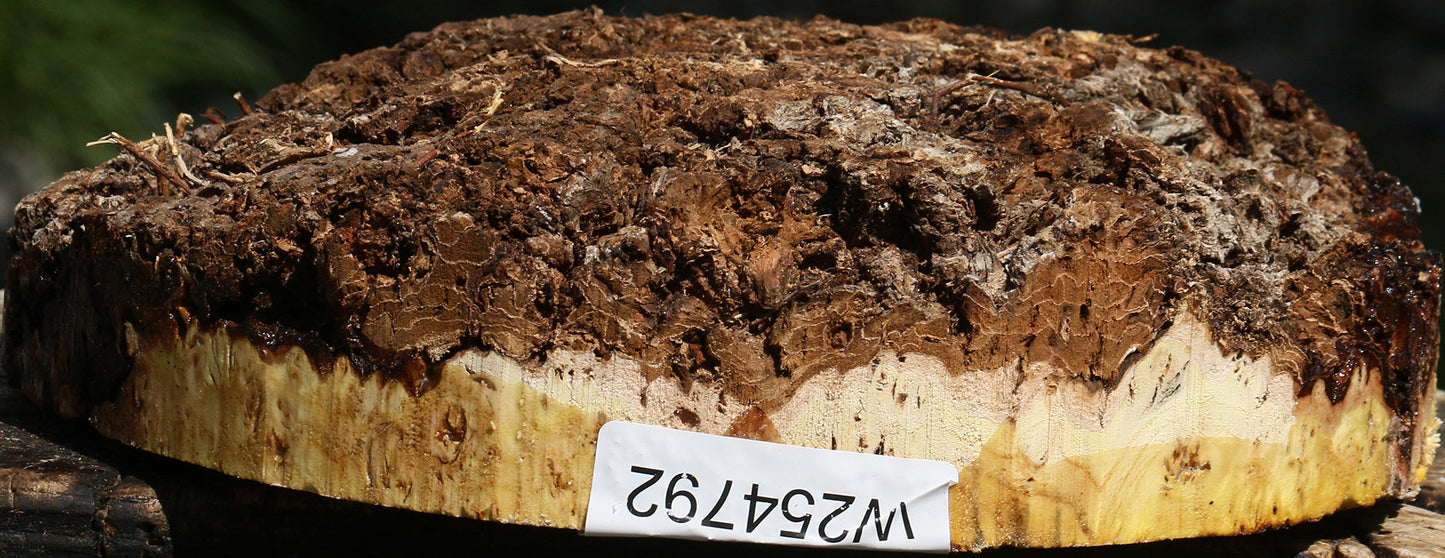 Elm Burl Live Edge Bowl Blank