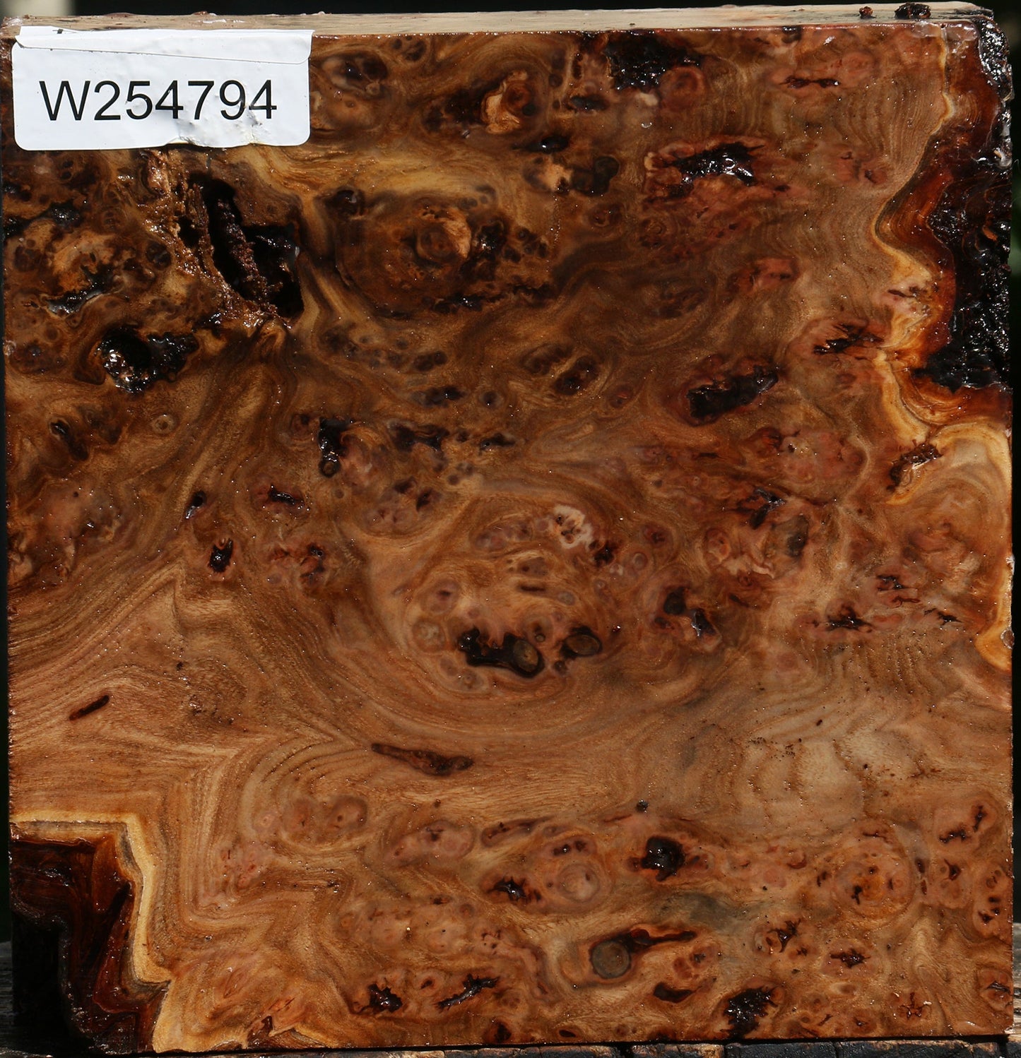 Elm Burl Bowl Blank