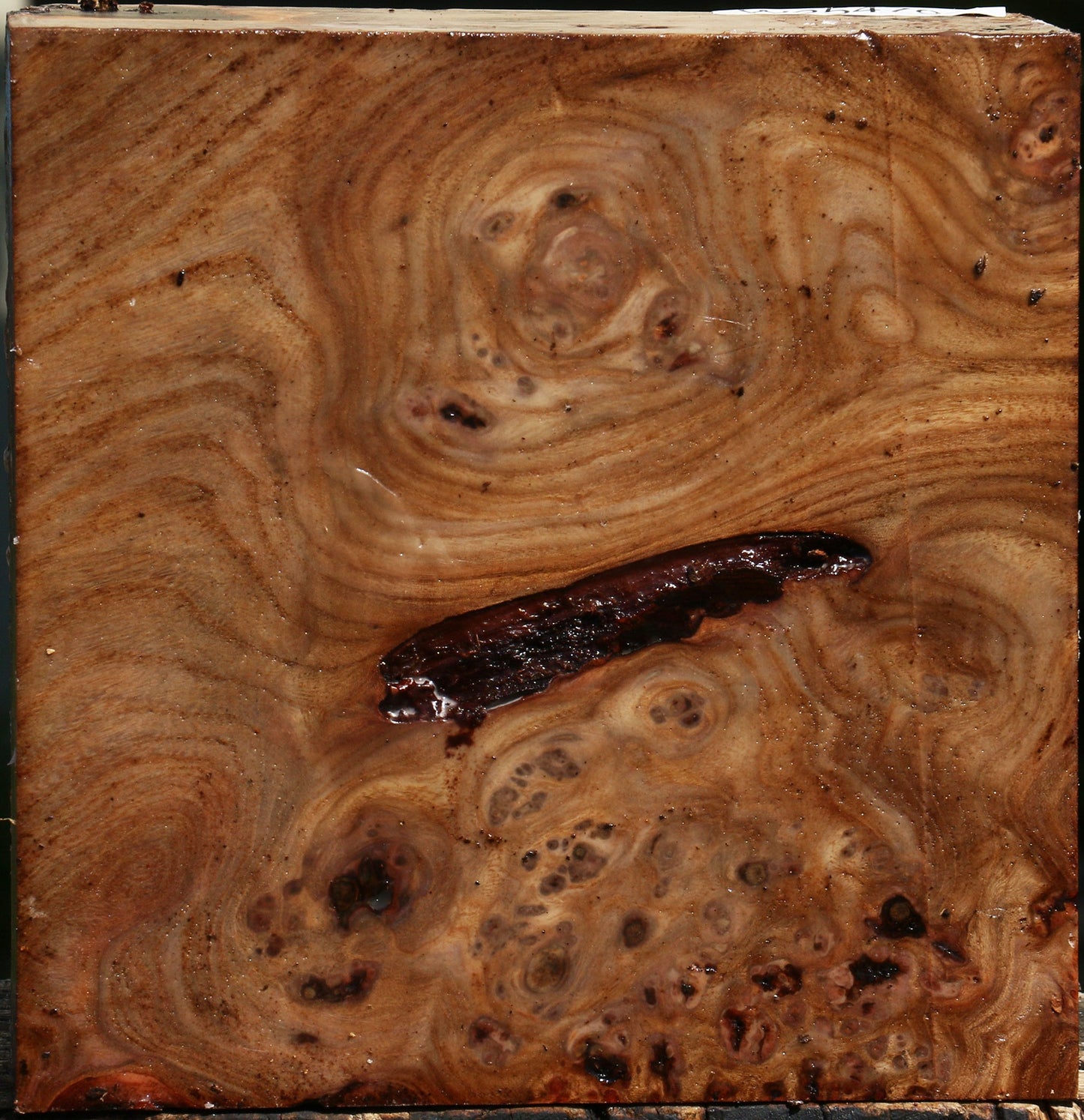 Elm Burl Bowl Blank