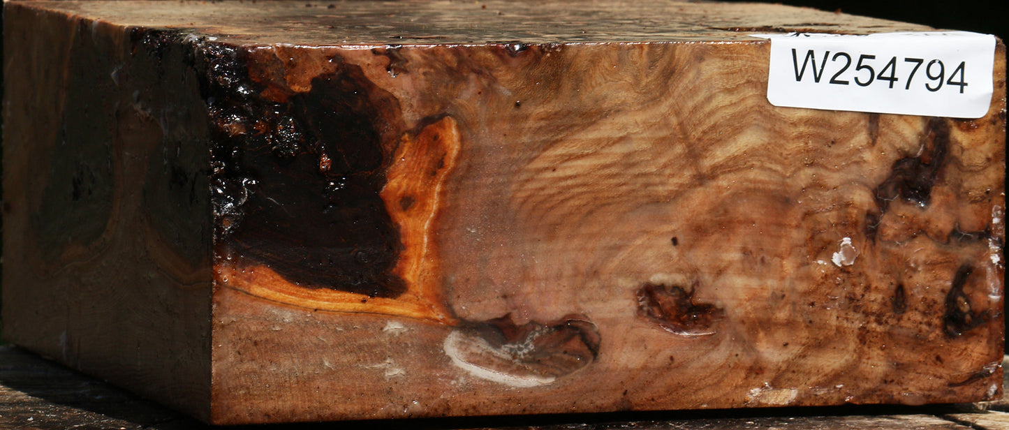 Elm Burl Bowl Blank