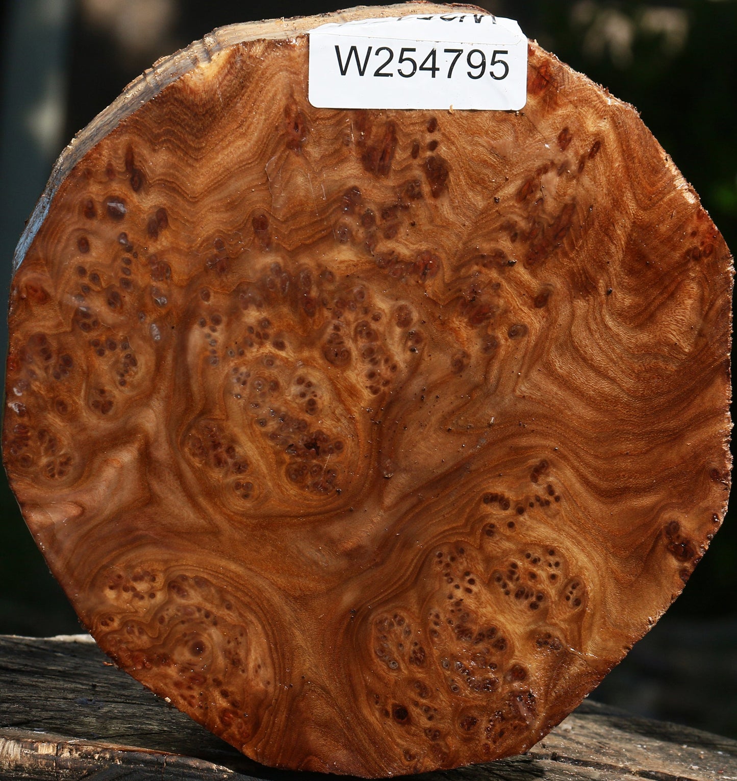 Elm Burl Live Edge Turning Blank