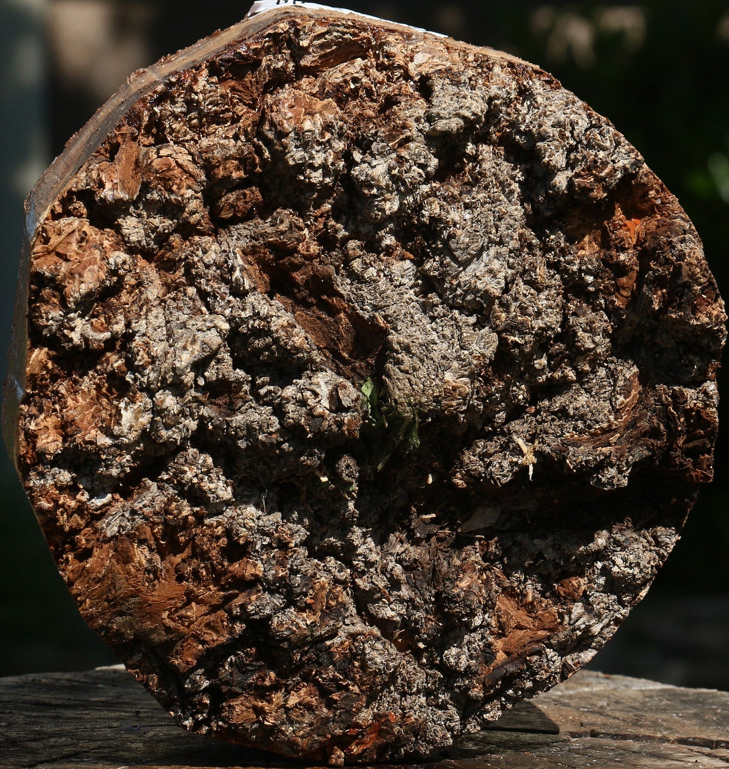 Elm Burl Live Edge Turning Blank