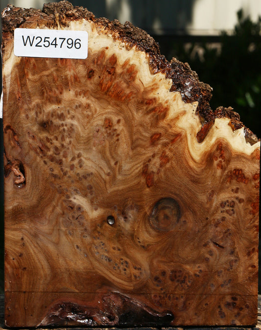 Elm Burl Live Edge Turning Blank