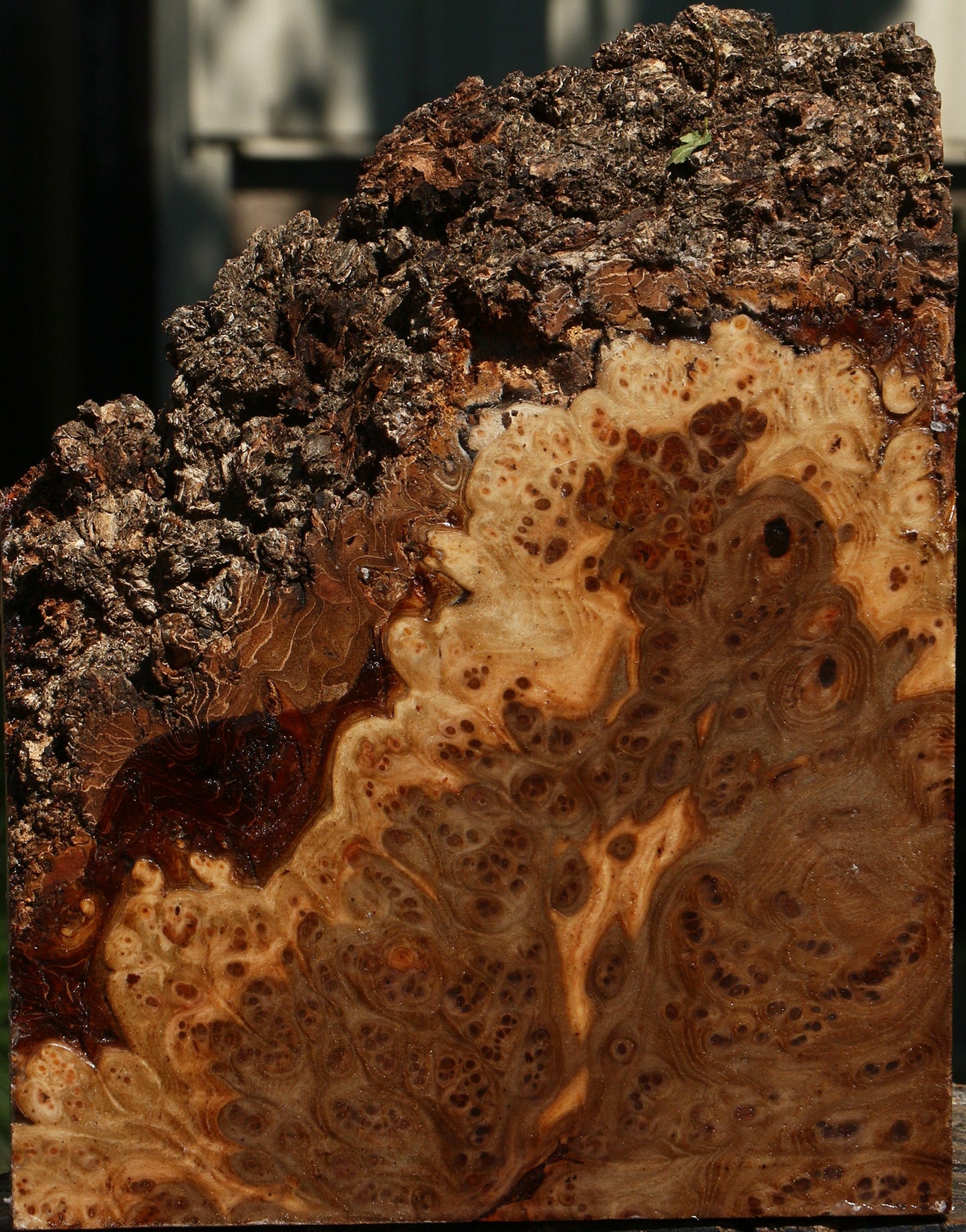 Elm Burl Live Edge Turning Blank