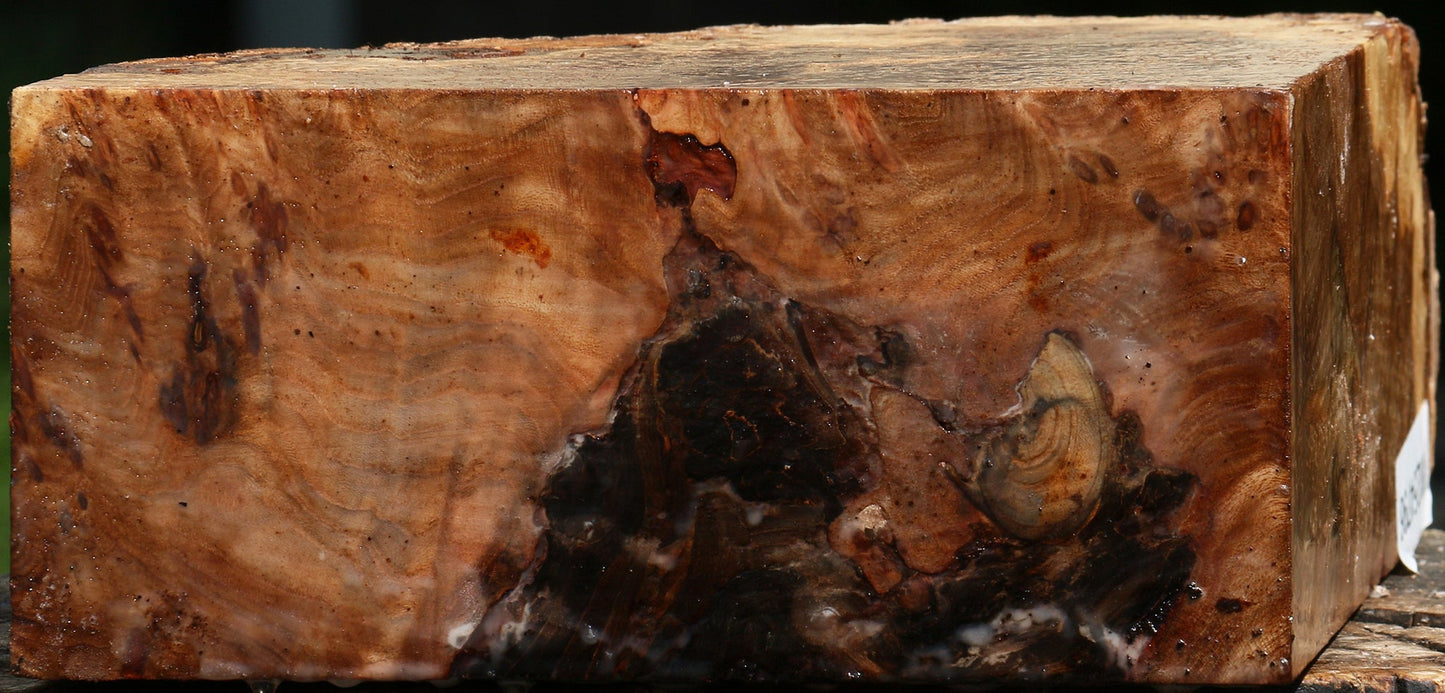 Elm Burl Live Edge Turning Blank
