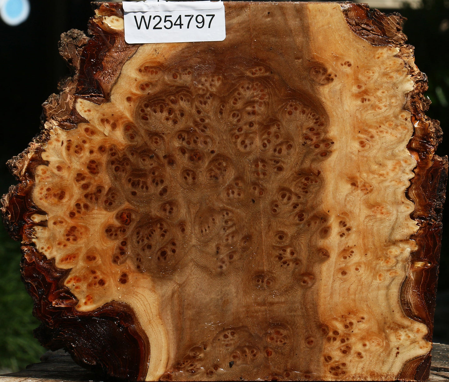 Elm Burl Live Edge Turning Blank