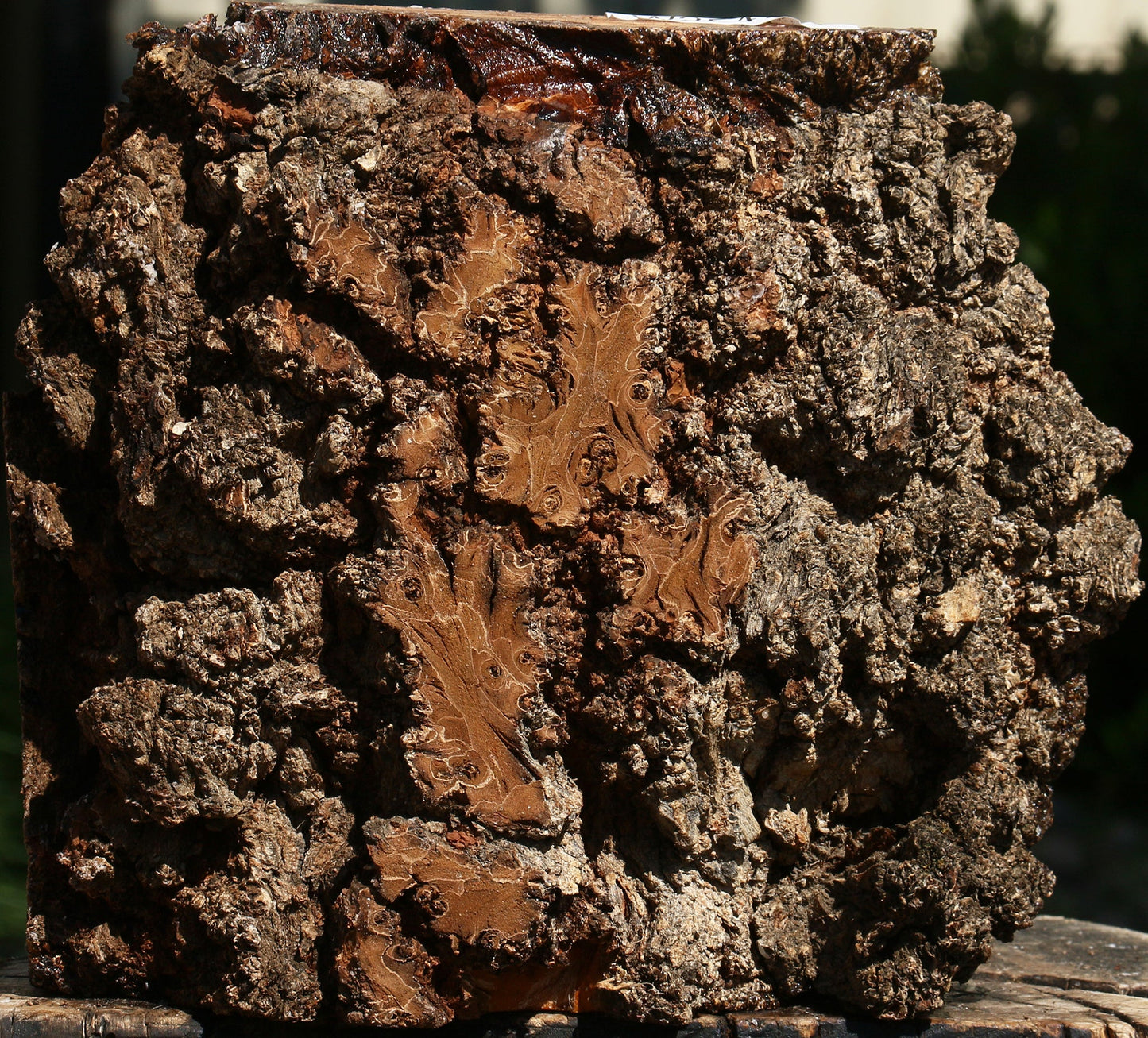 Elm Burl Live Edge Turning Blank