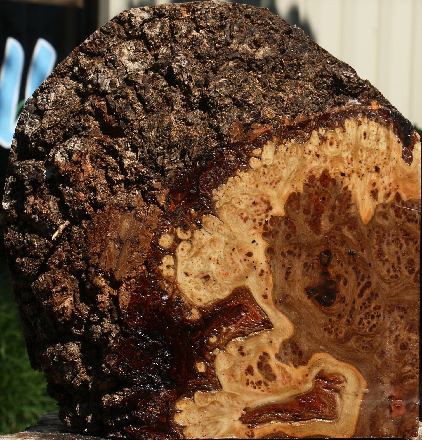 Elm Burl Live Edge Turning Blank