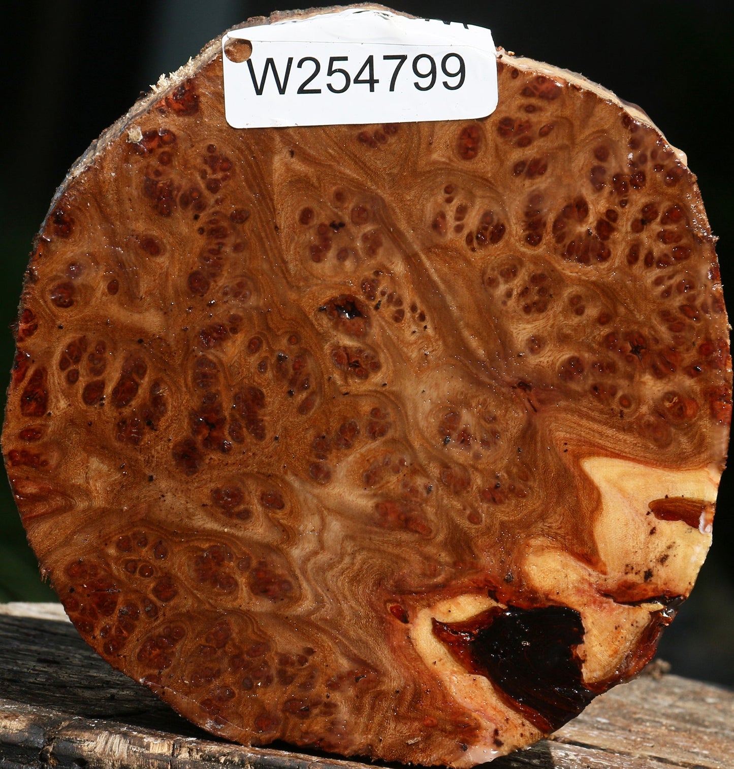 Elm Burl Live Edge Bowl Blank