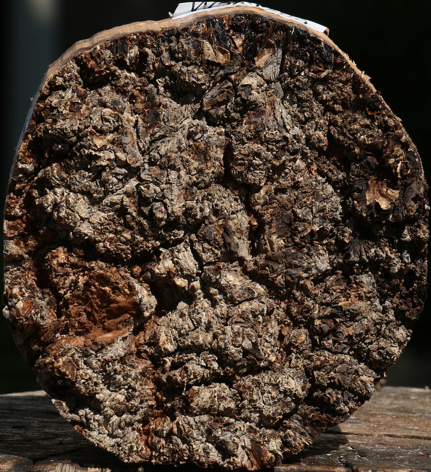 Elm Burl Live Edge Bowl Blank