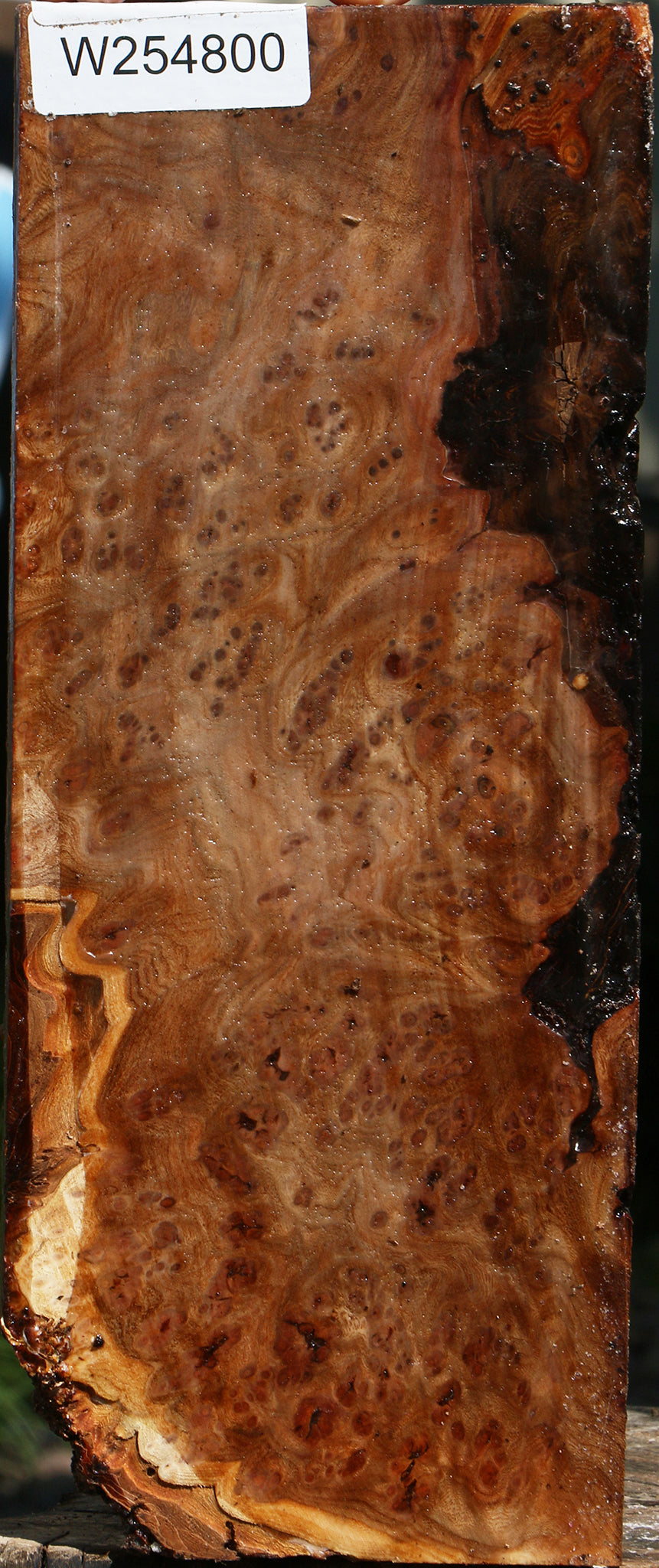 Elm Burl Live Edge Vessel Blank