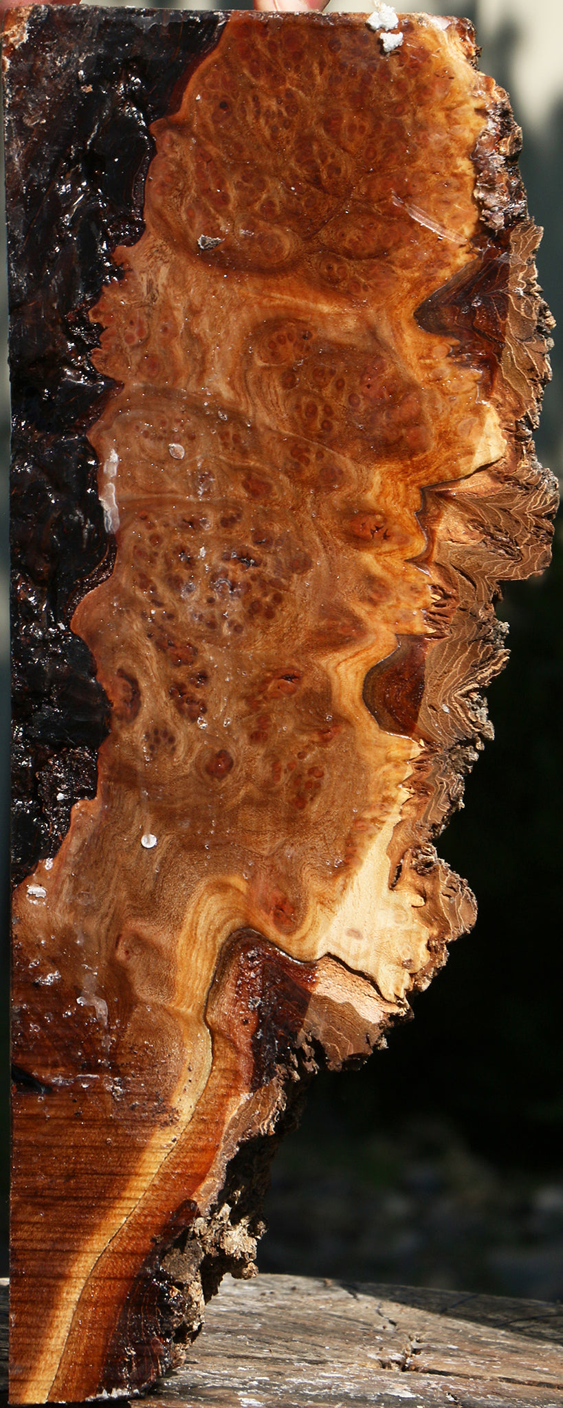 Elm Burl Live Edge Vessel Blank