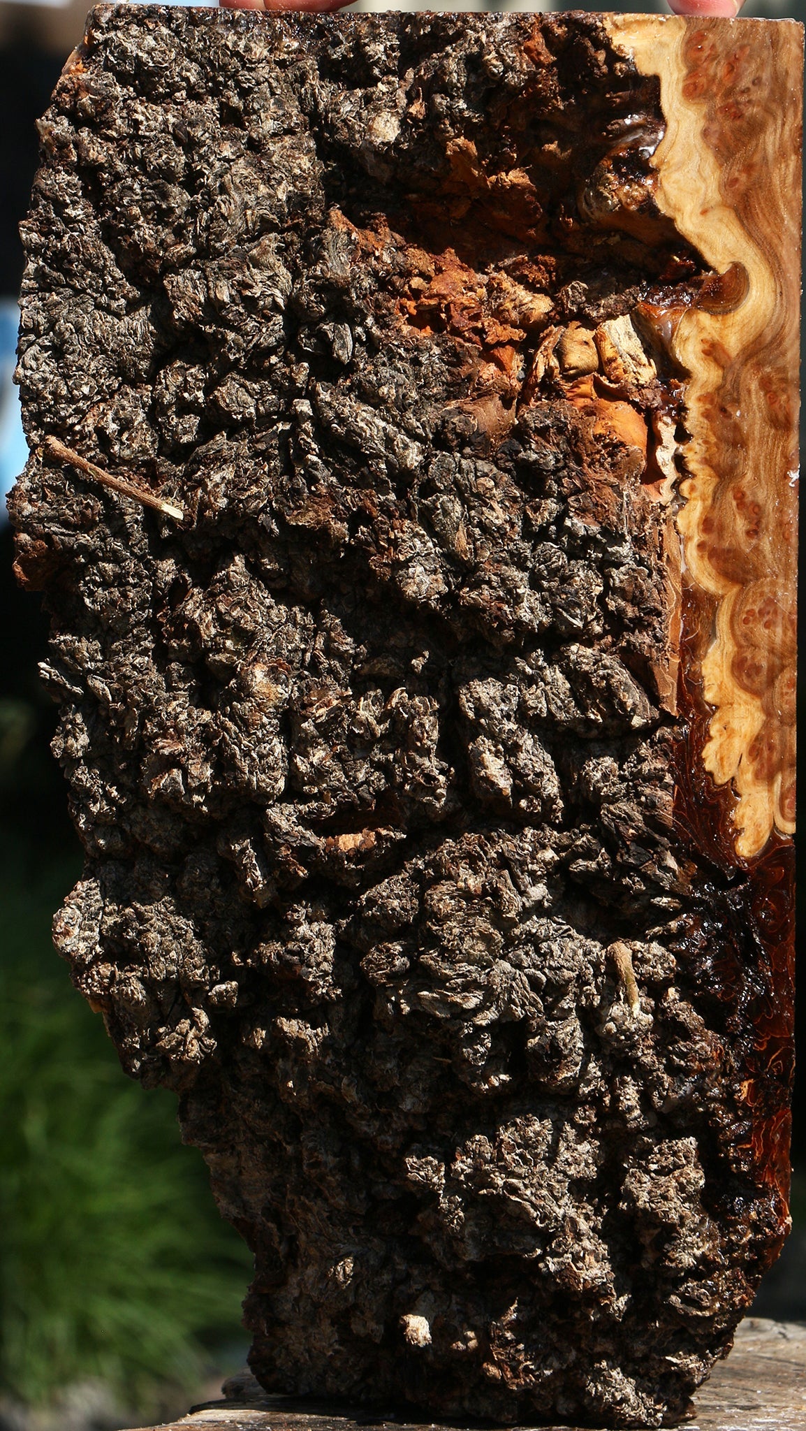 Elm Burl Live Edge Vessel Blank