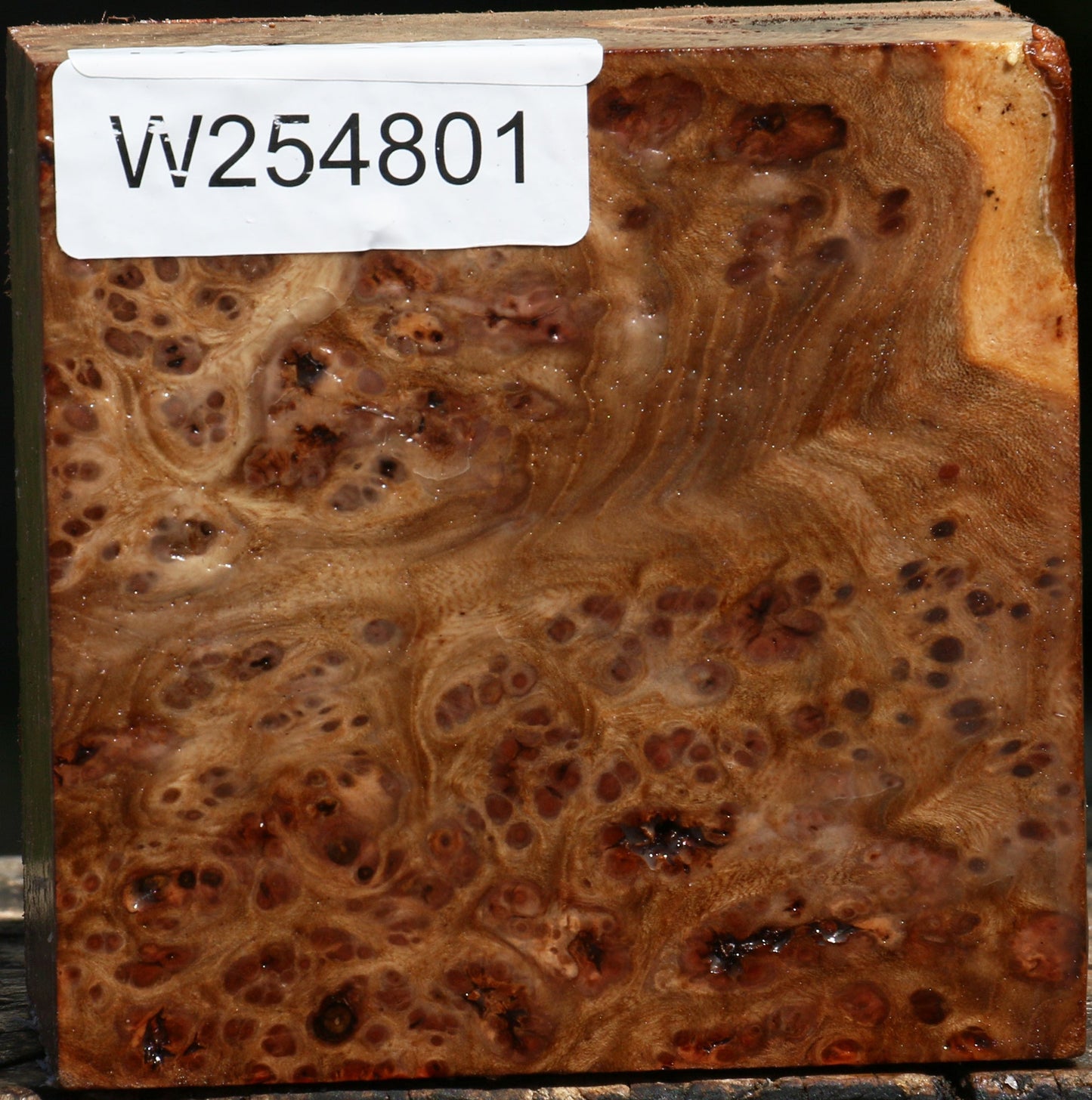 Elm Burl Bowl Blank