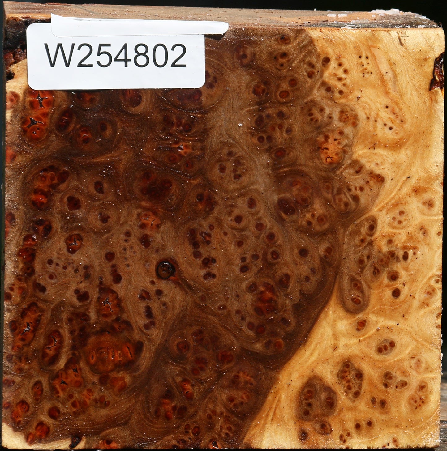 Elm Burl Bowl Blank