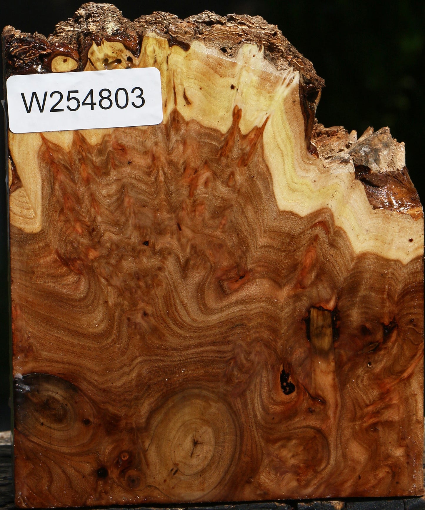 Elm Burl Live Edge Turning Blank