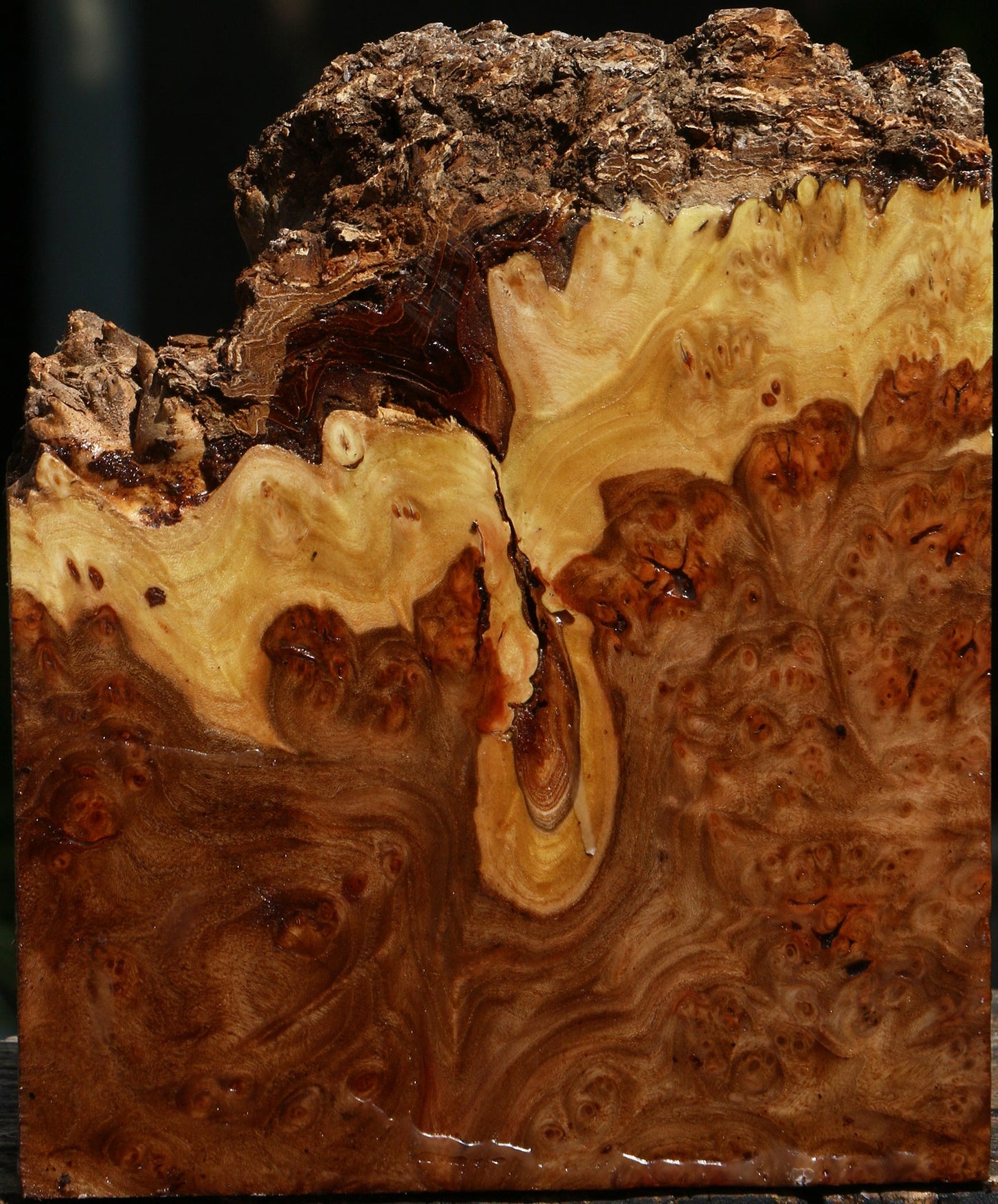 Elm Burl Live Edge Turning Blank