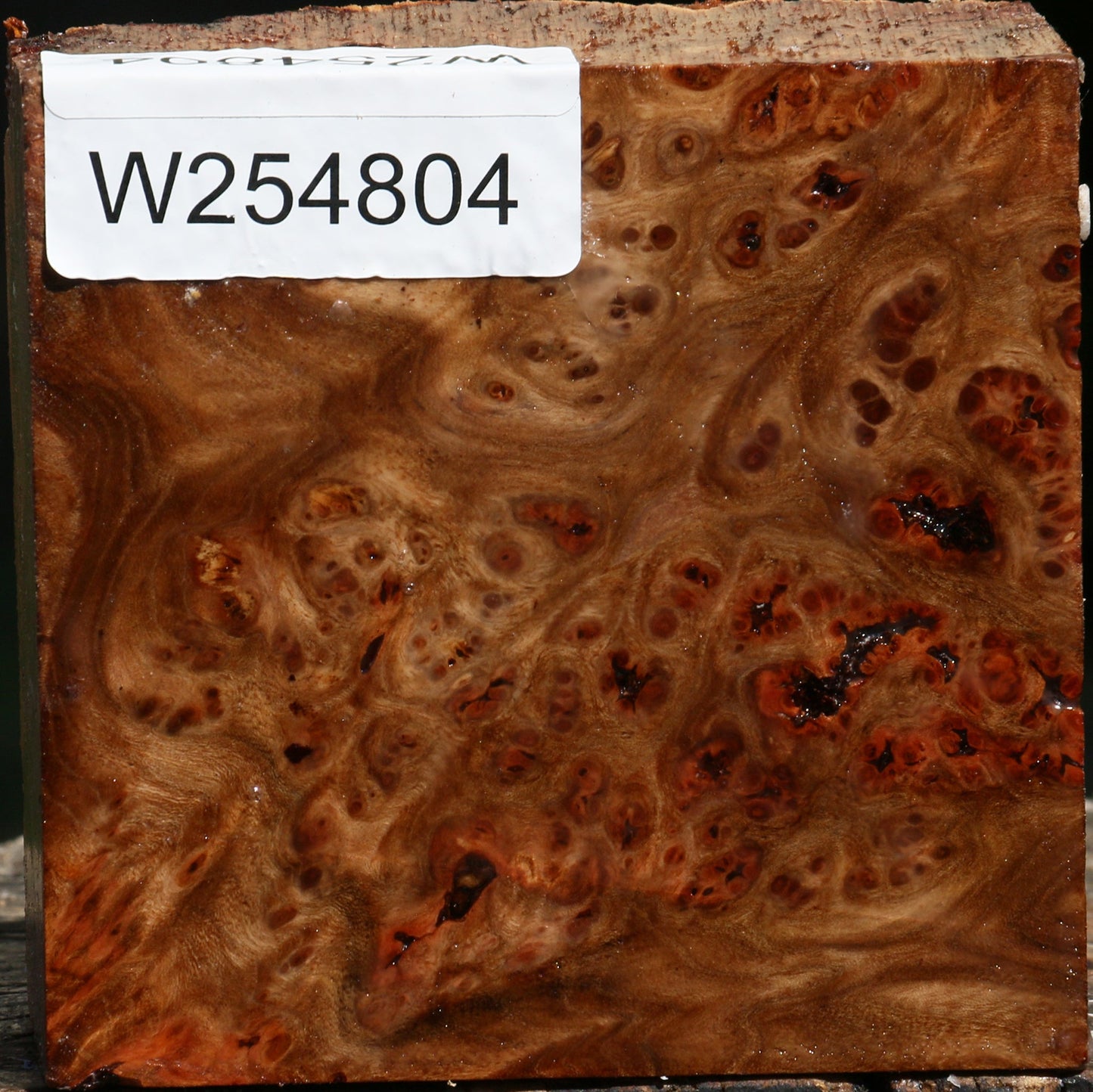 Elm Burl Bowl Blank