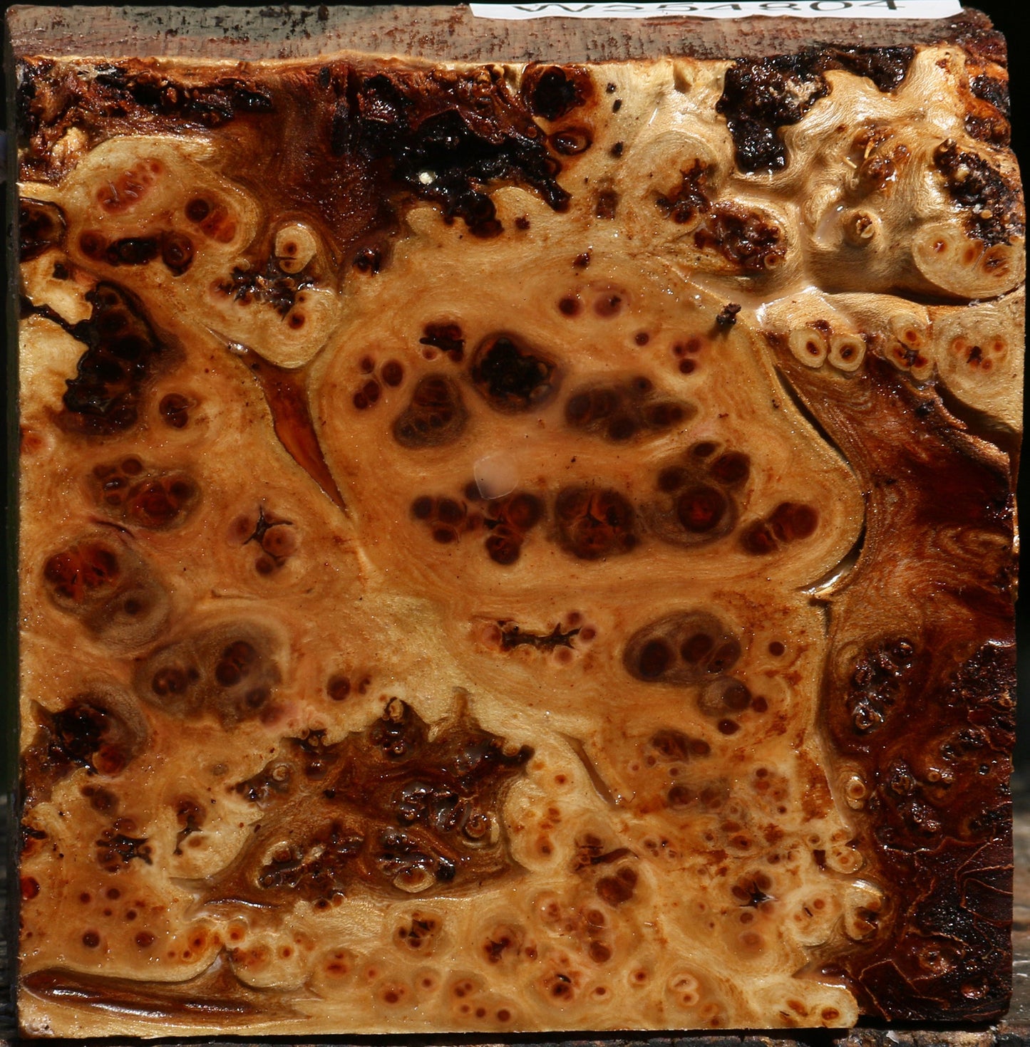 Elm Burl Bowl Blank