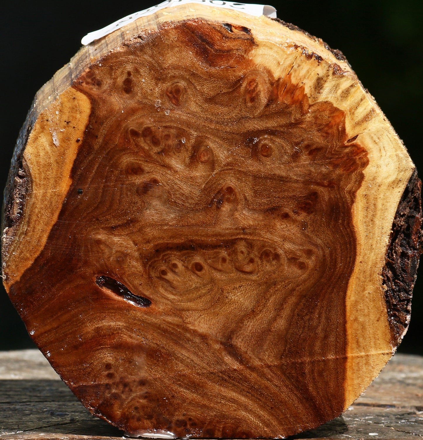 Elm Burl Bowl Blank