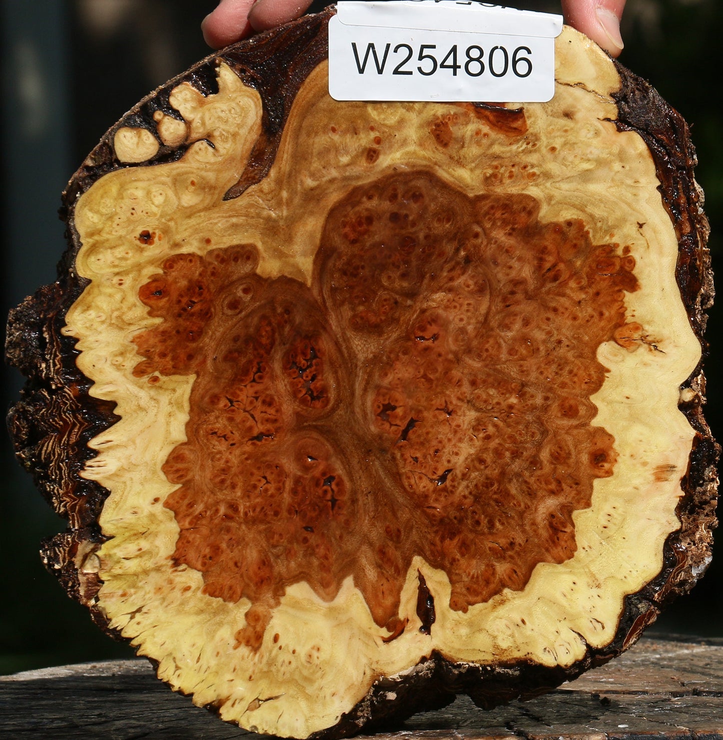 Elm Burl Cap