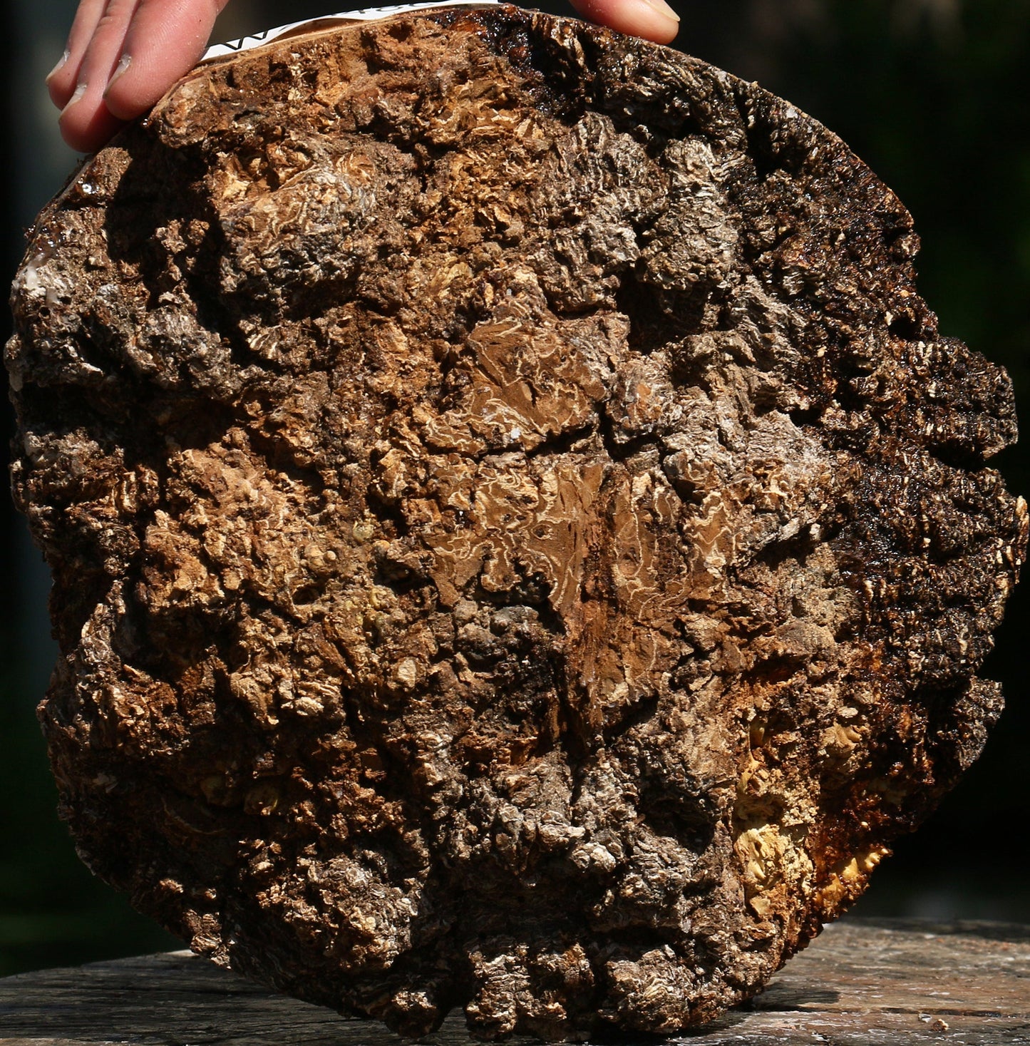 Elm Burl Cap