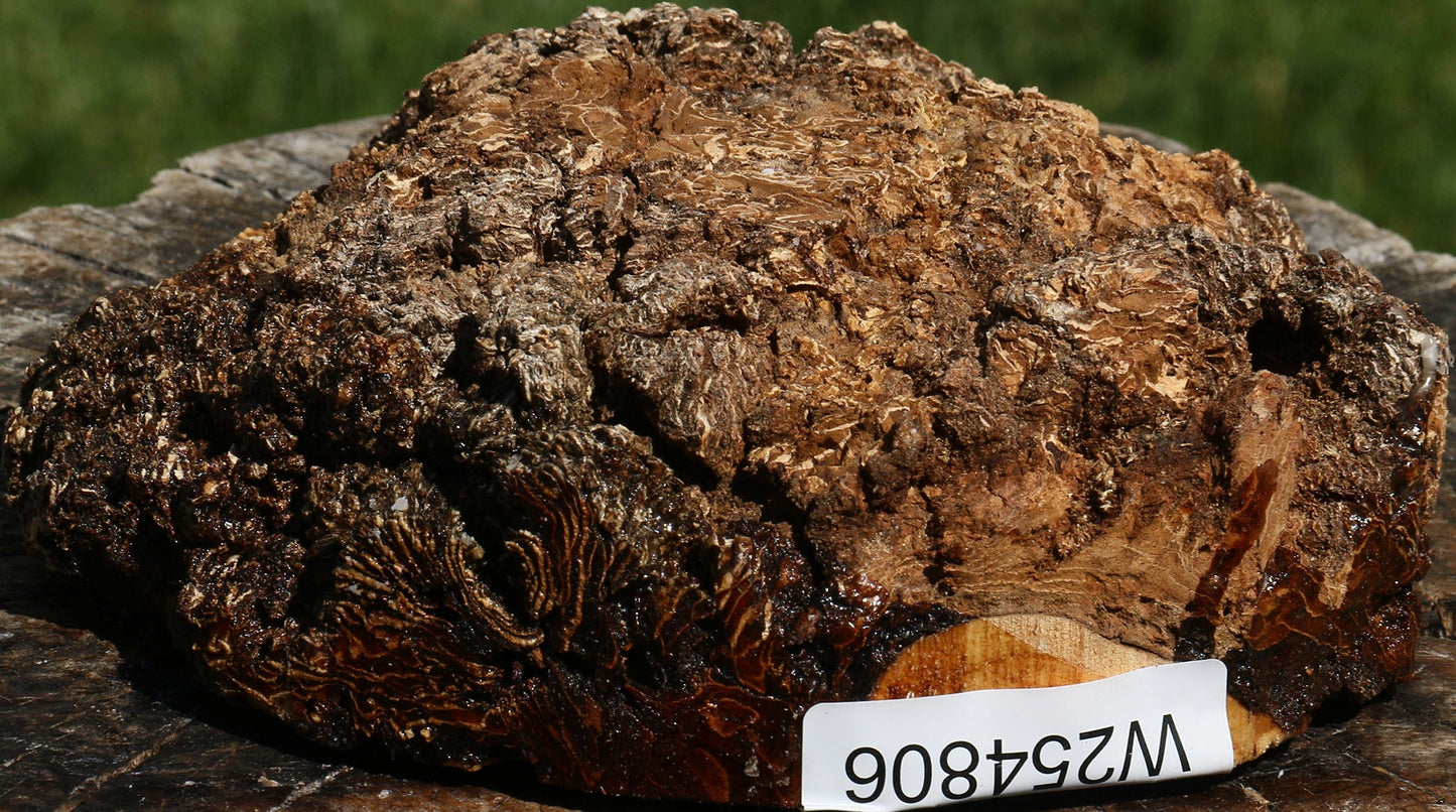 Elm Burl Cap