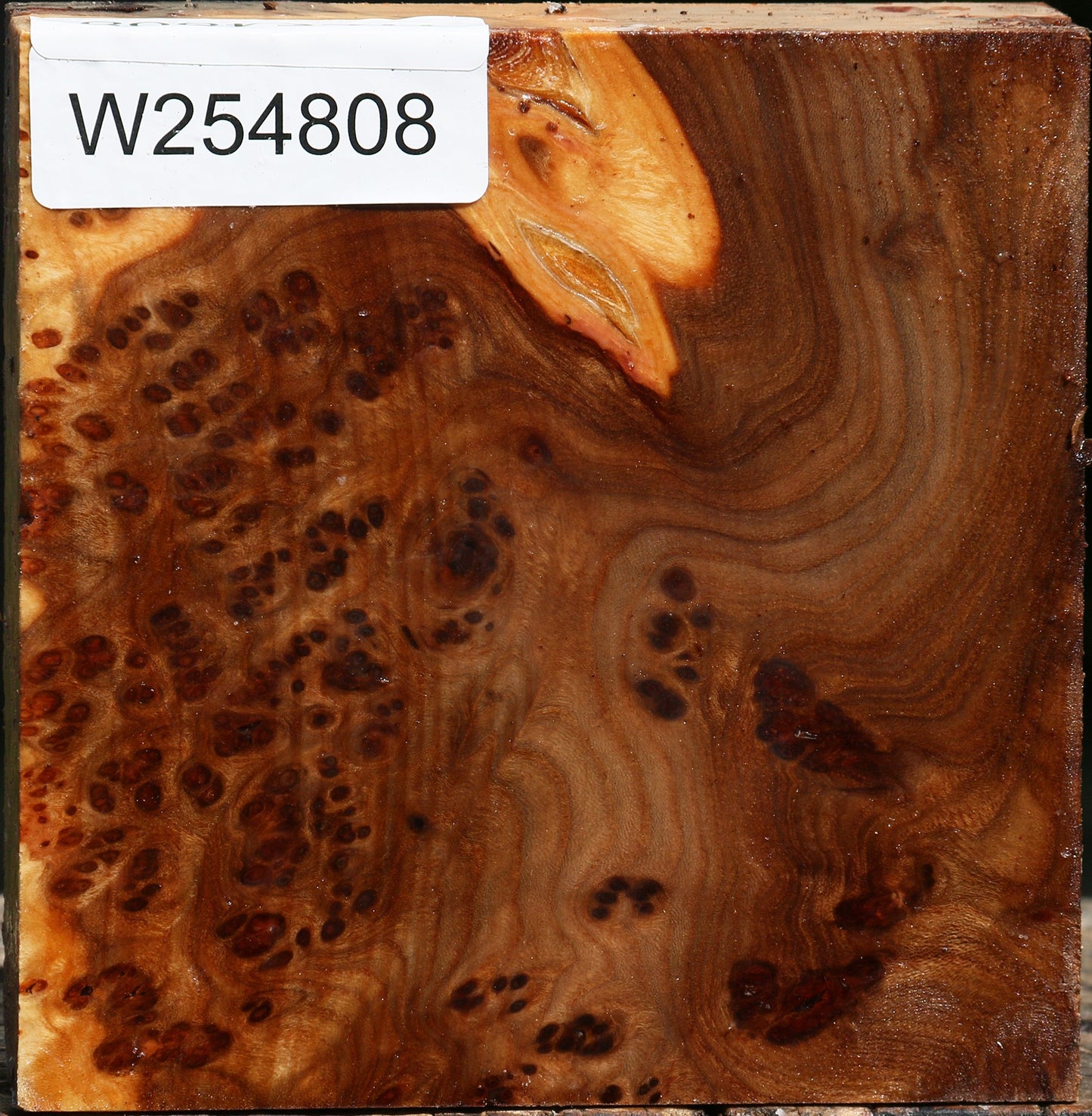 Elm Burl Bowl Blank