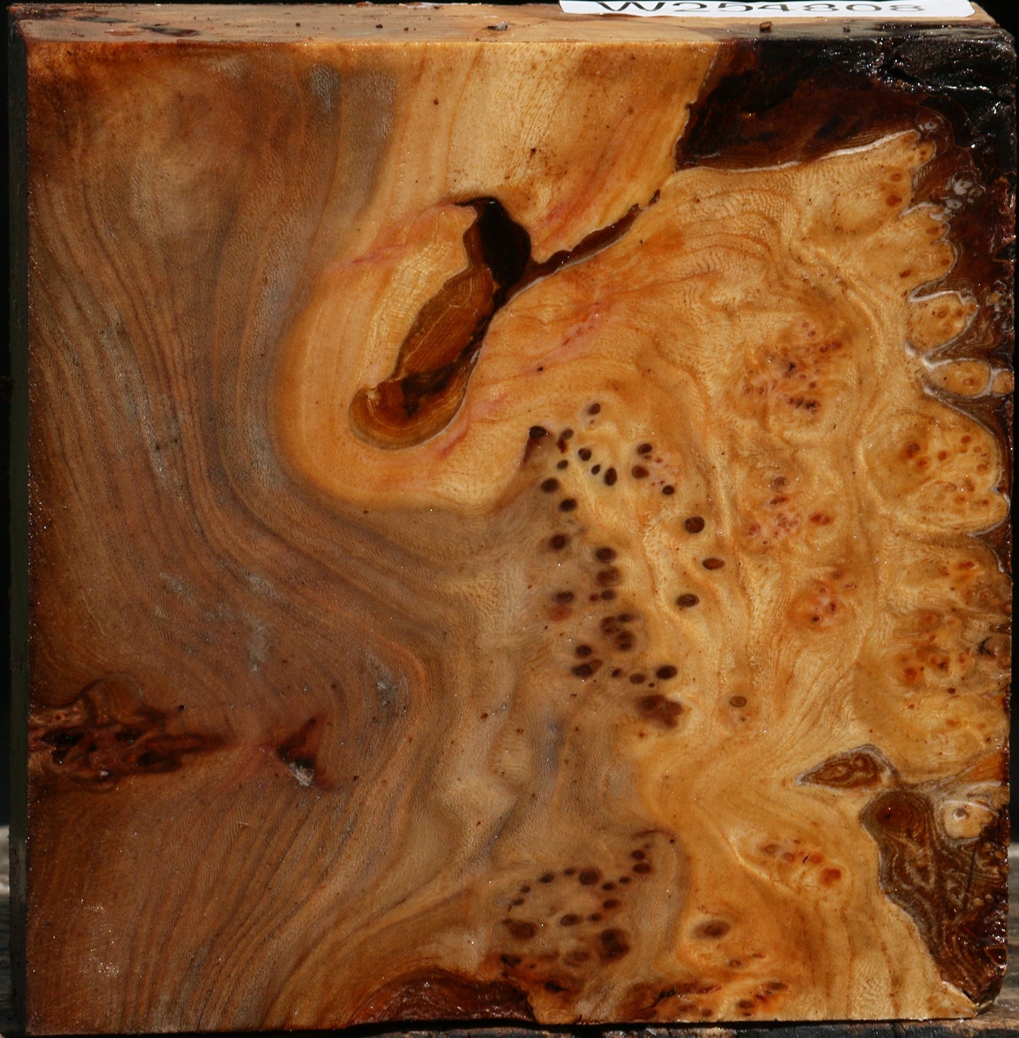 Elm Burl Bowl Blank