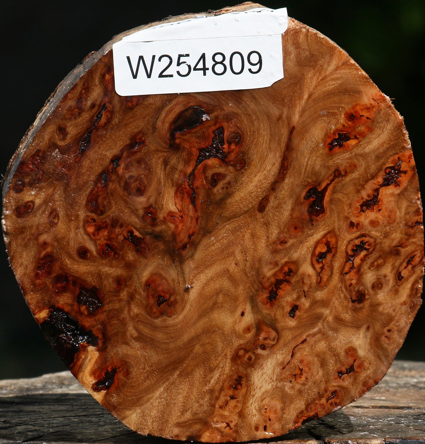 Elm Burl Live Edge Bowl Blank