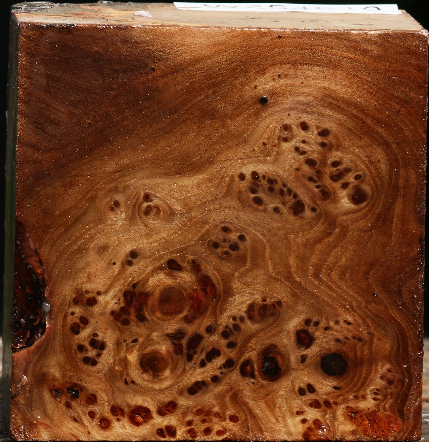 Elm Burl Bowl Blank