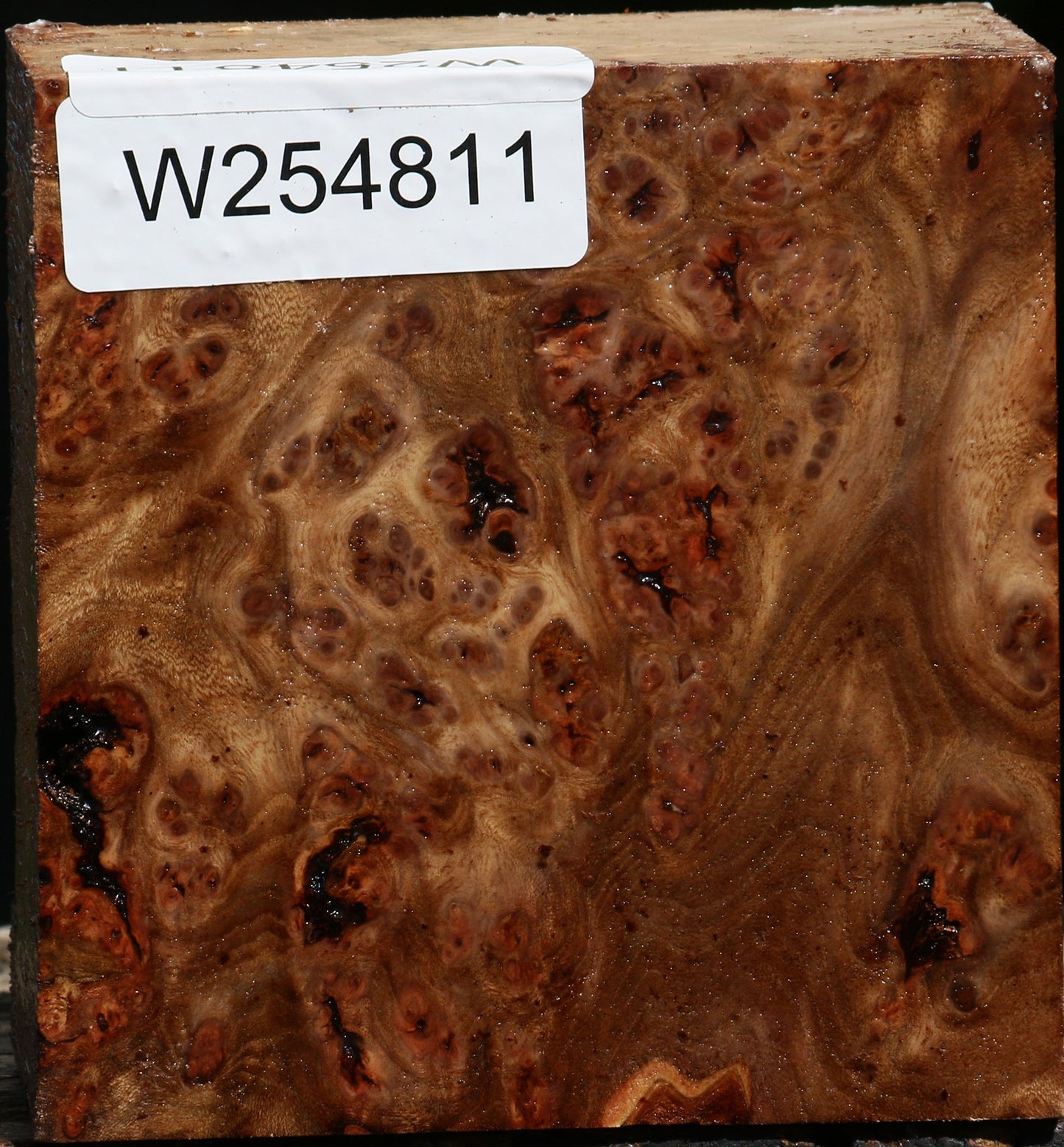 Elm Burl Bowl Blank